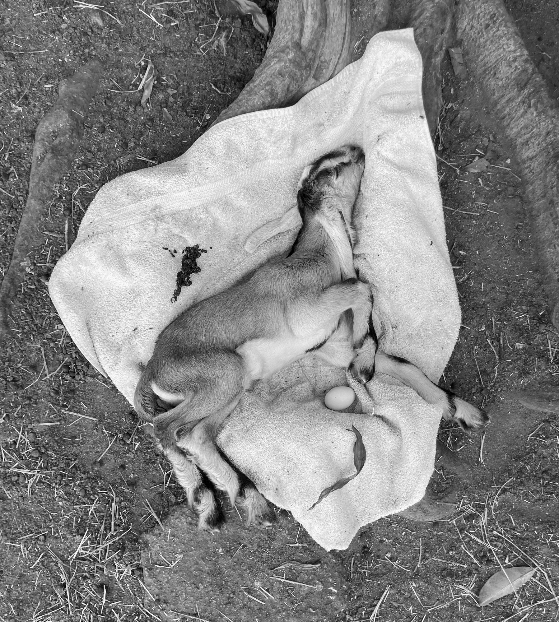 Hector Franco and Iris Salin Offering, 2021 Inkjet print 8 x 10 inches (20.32 x 25.4 cm)