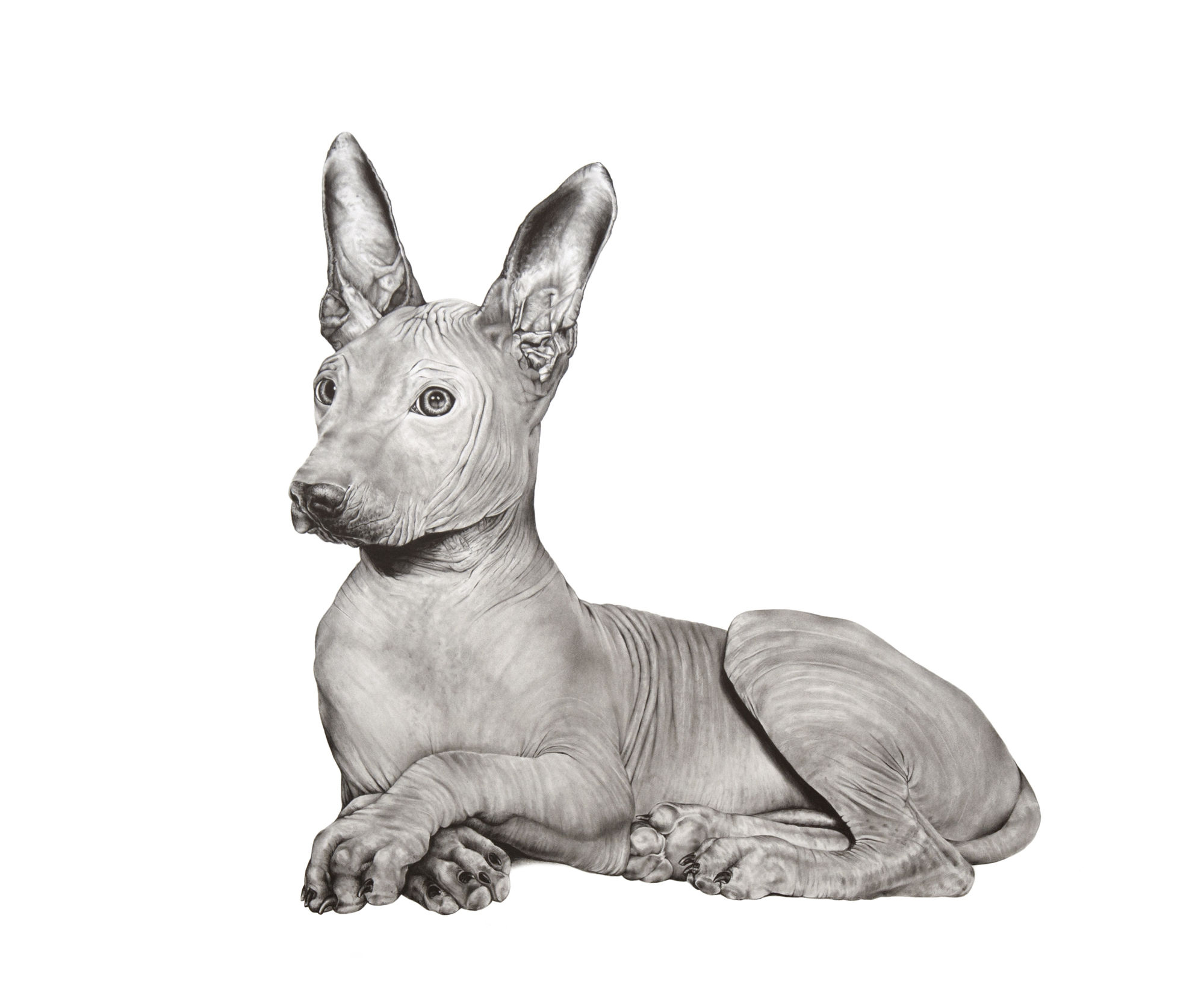 Debra Barrera, Xolo / Actualization for Puppies, 2019 graphite on paper, 22 x 27 in