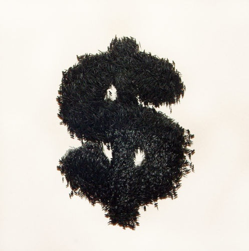 Untitled ($ black), 2005. Plastic retail tag fasteners on raw canvas. 24 x 24 inches.