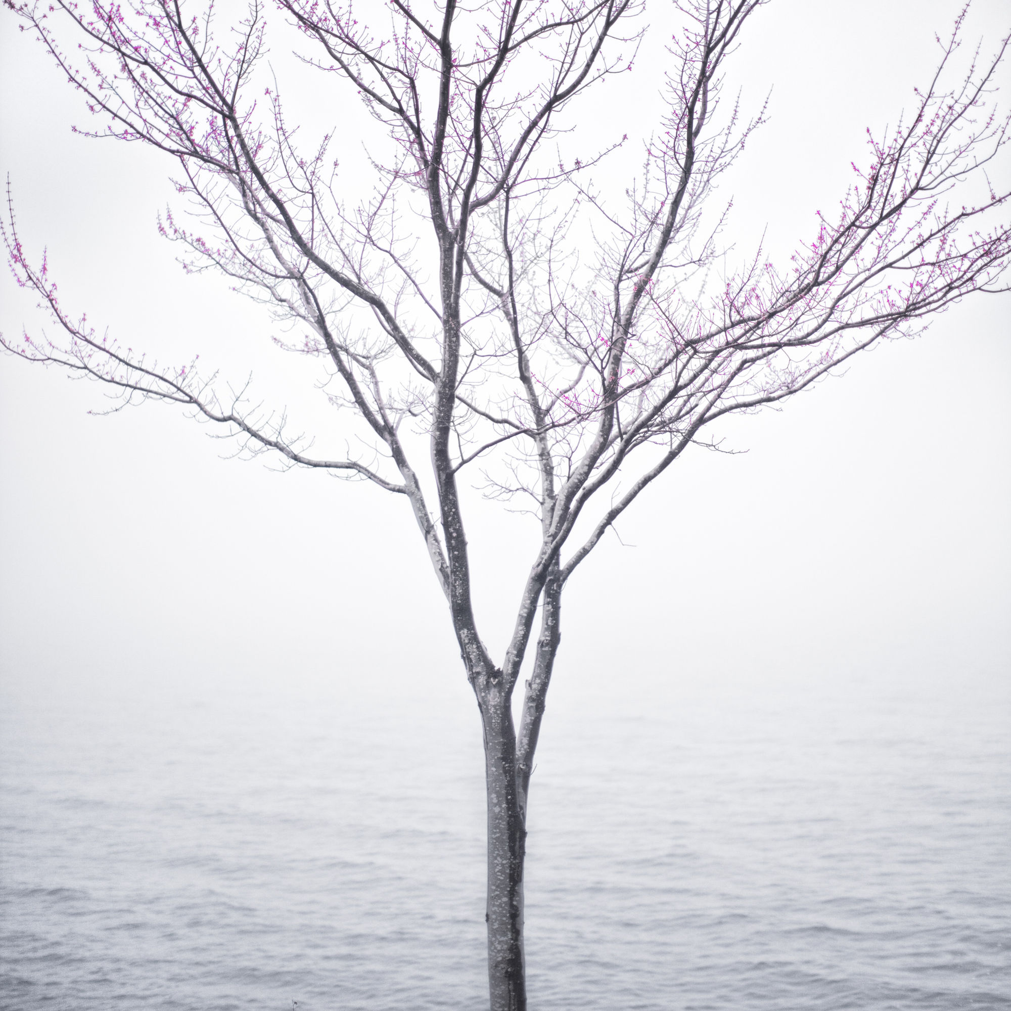 Cig Harvey, Spring Tree in Fog Lincolnville, Maine, 2012 14 x 14 inch chromogenic dye coupler print Edition of 10 28 x 28 inch chromogenic dye coupler print Edition of 7 40 x 40 inch chromogenic dye coupler print Edition of 5