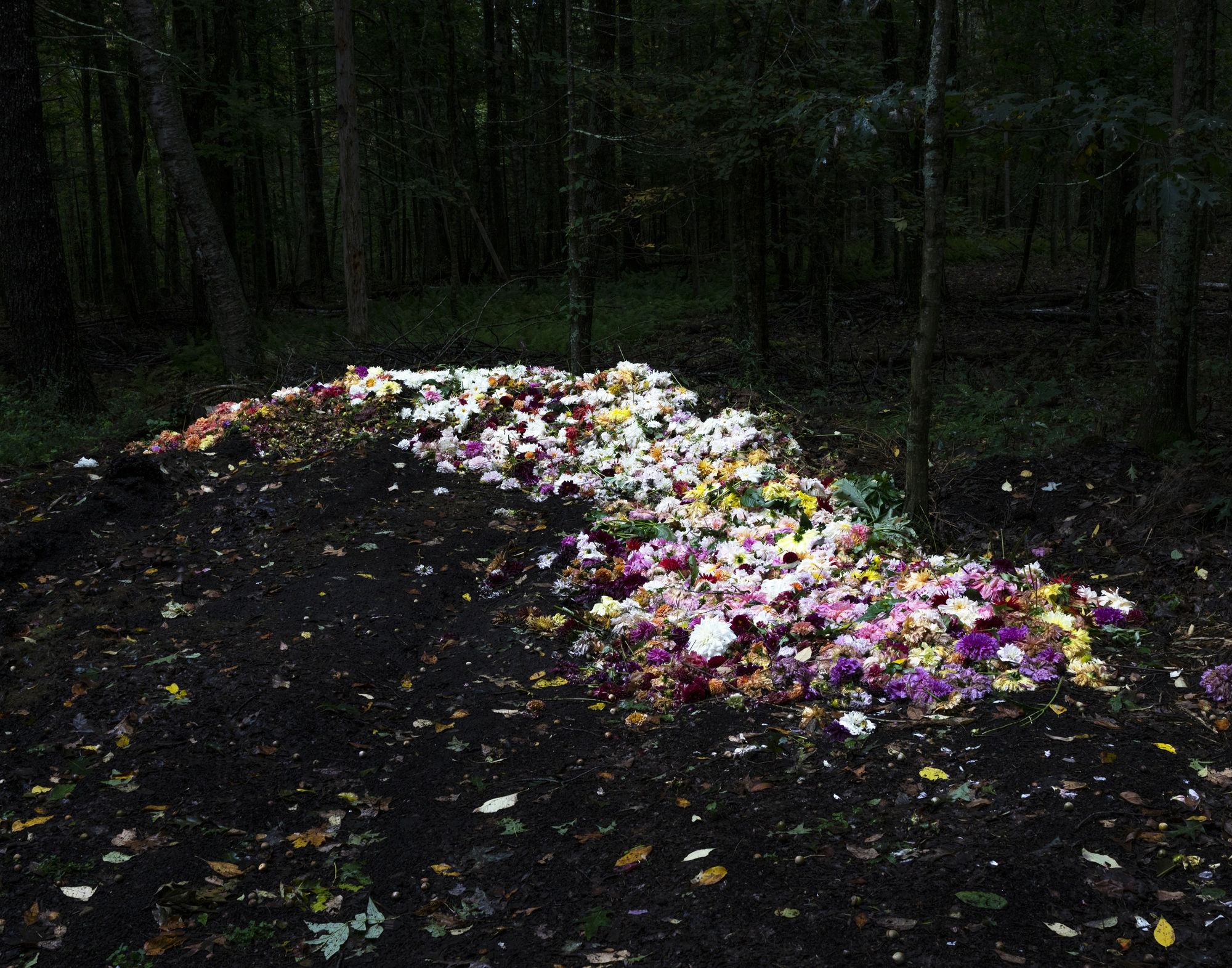 Cig Harvey, The Compost, 2019 16 x 20 inch chromogenic dye coupler print Edition of 10 30 x 40 inch chromogenic dye coupler print Edition of 7
