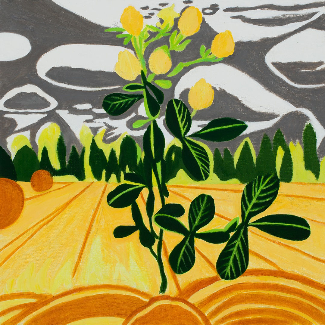 John Knight: Sunlight on Sweet Clover