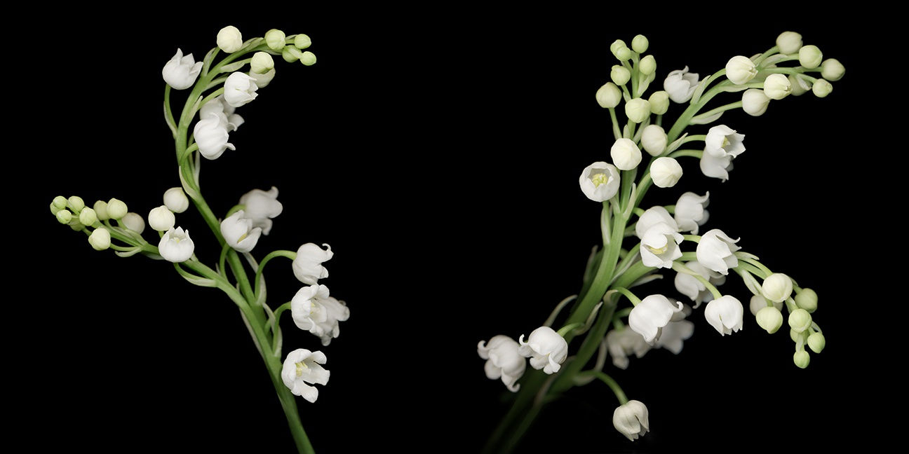 Joyce Tenneson & Craig Becker: Of Spirit and Light