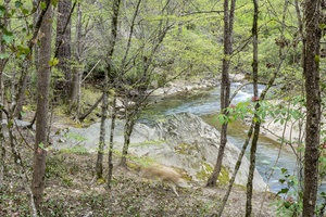Lucinda Bunnen a spring walk in my woods photography pigment print