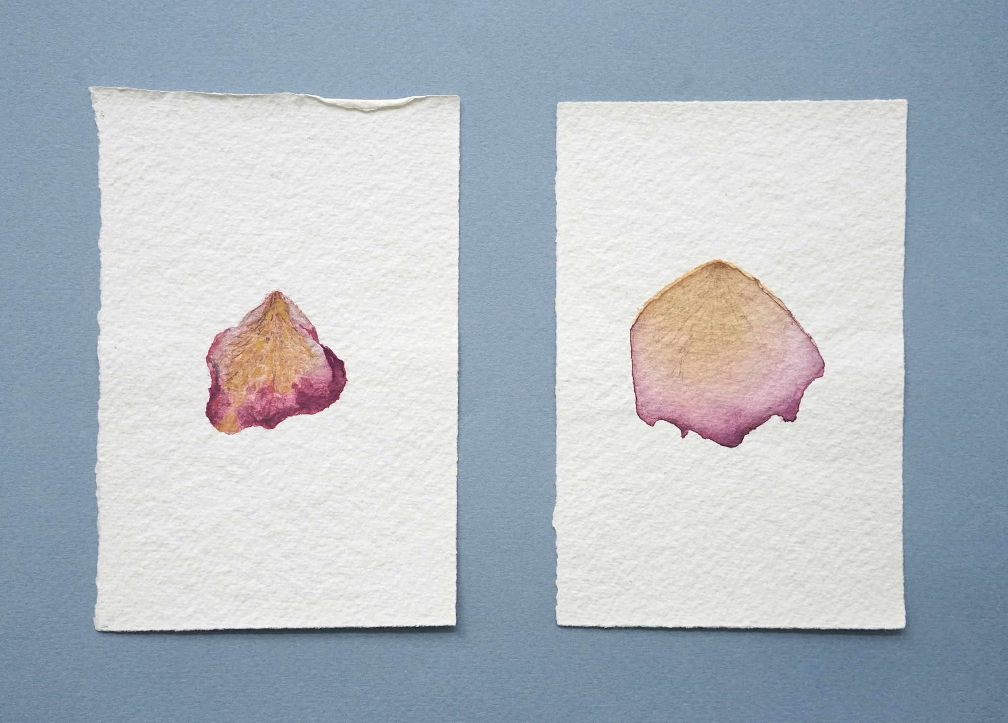 Bilge Friedlaender (Turkey/US), Double Rose Petals Book, 1978