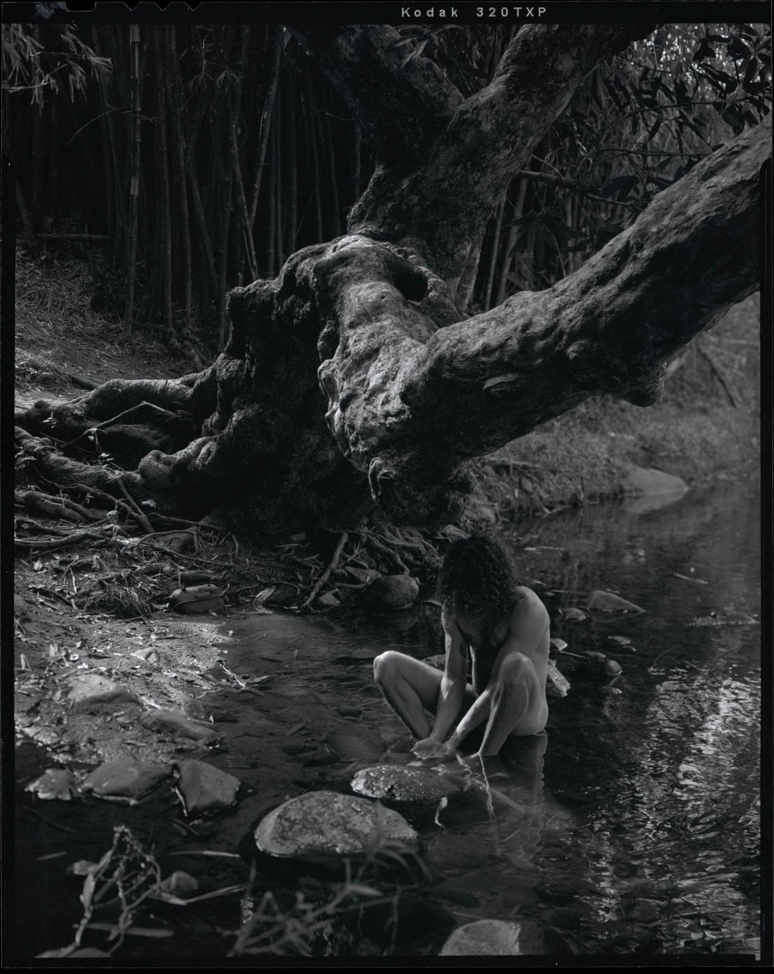 Debajo del árbol (Río Espíritu Santo), 2025