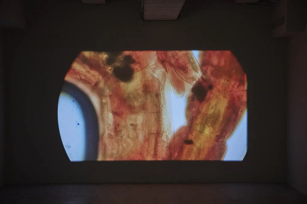 ∞ 無窮—薩伊夫．加里波第