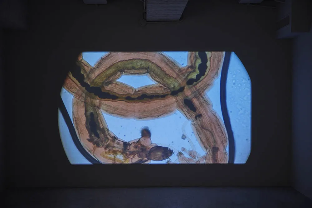 ∞ 無窮—薩伊夫．加里波第