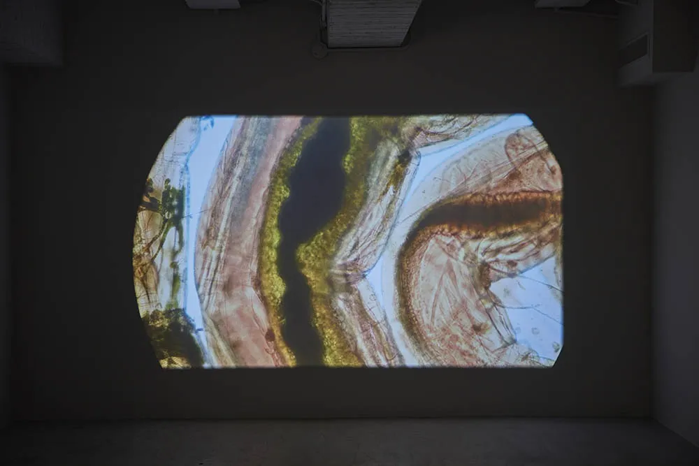 ∞ 無窮—薩伊夫．加里波第