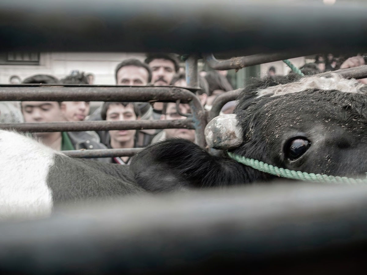 Joubeen Mireskandari, Untitled, 2007