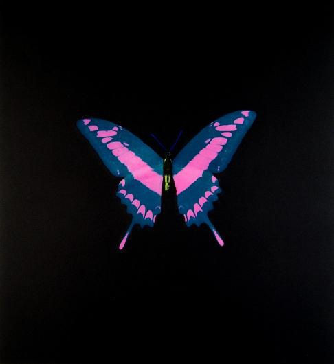 Hirst Butterfly print
