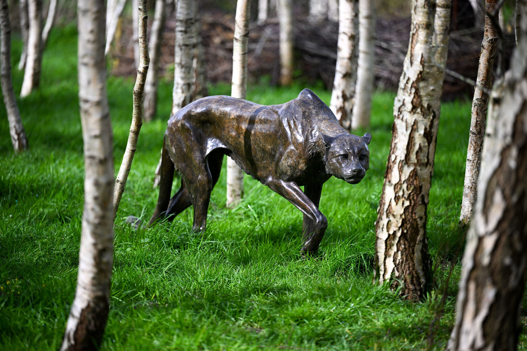 Cheetah by Gill Parker Photo by Finnbarr Webster