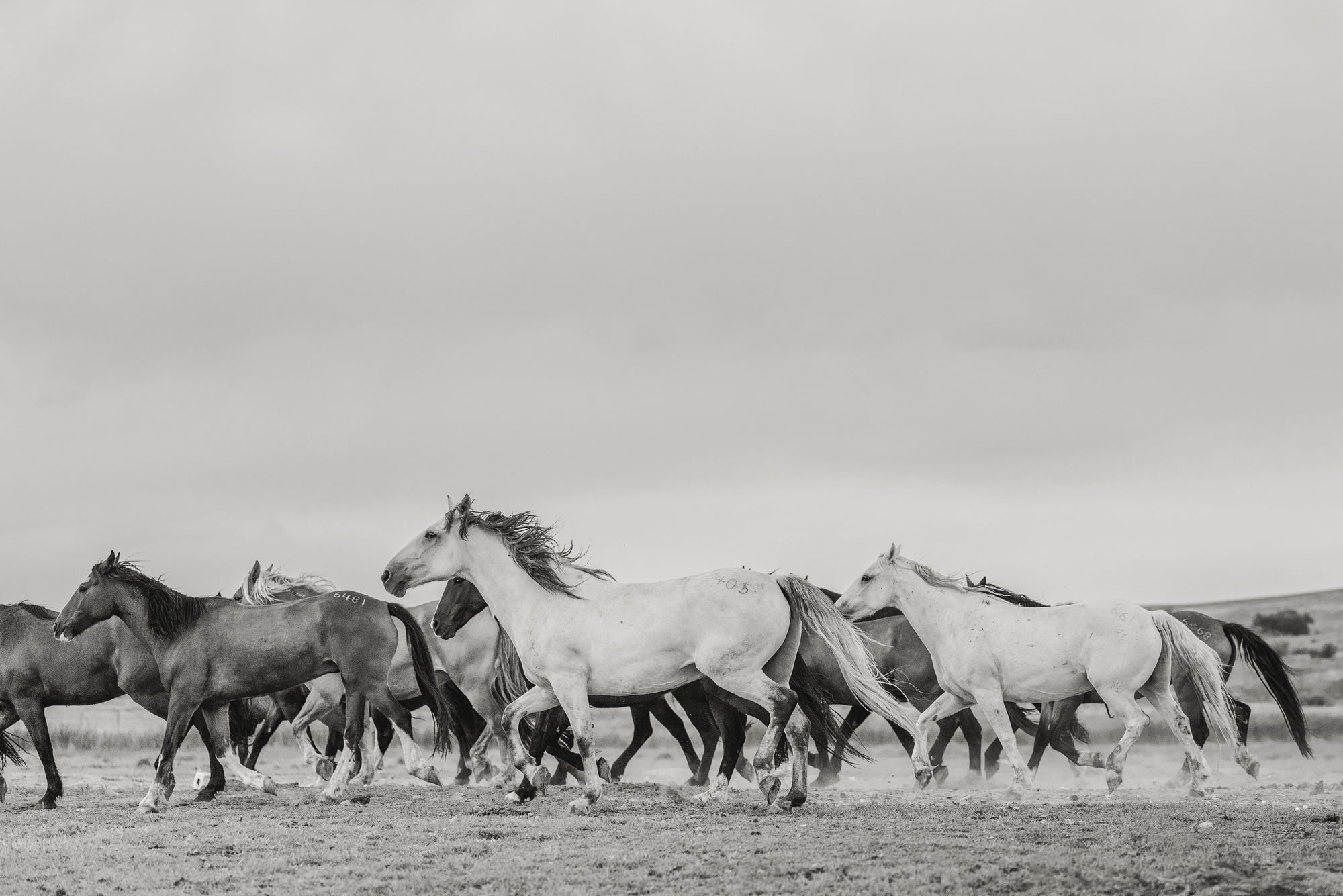 No.08 A Naturalist Guide to Magic 2024.