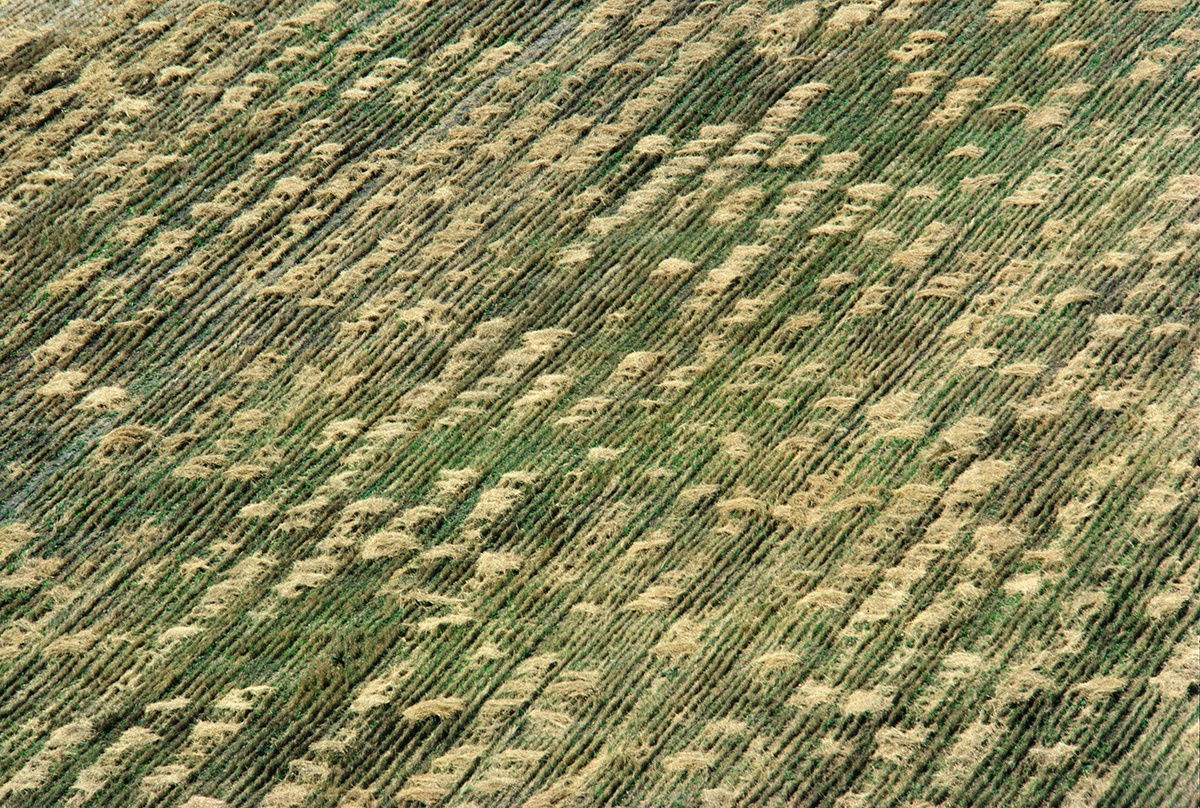  Agnes Denes, Wheatfield – A Confrontation: Battery Park Landfill, Downtown Manhattan – Aerial View 2, 1982