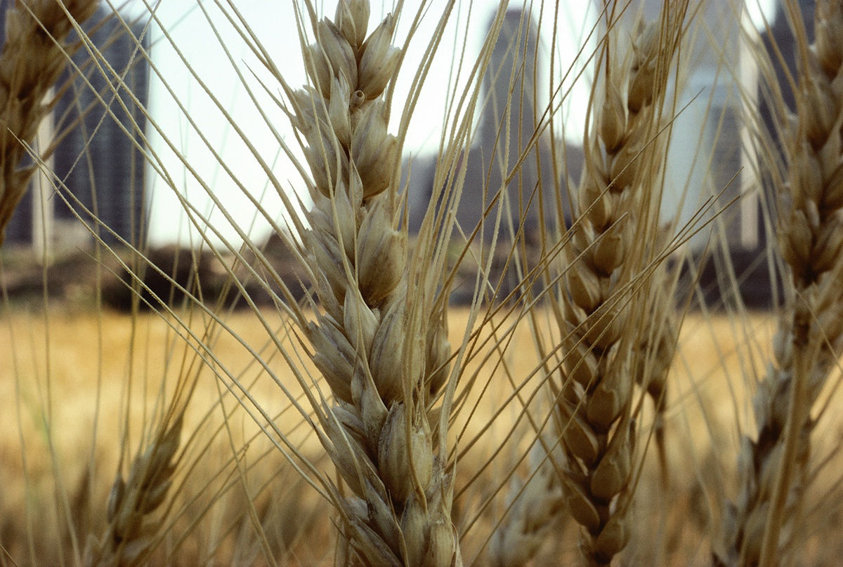  Agnes Denes, Wheatfield – A Confrontation: Battery Park Landfill, Downtown Manhattan – Golden Wheat (Close-up), 1982,