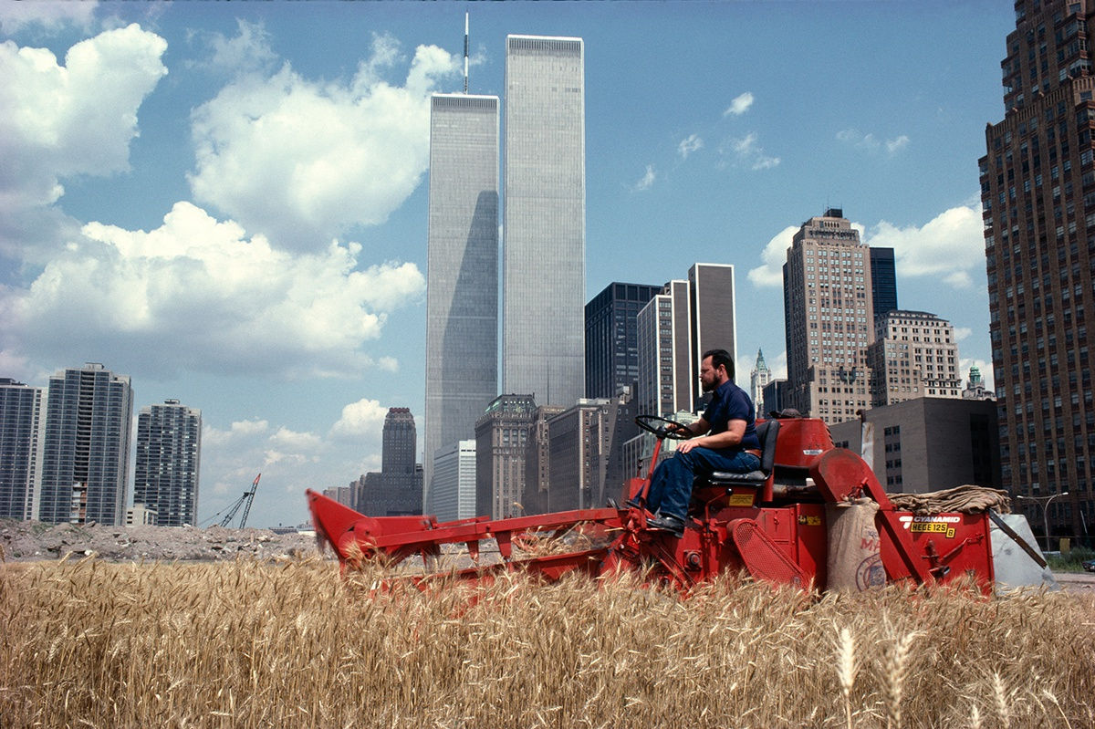 Agnes Denes, Wheatfield – A Confrontation: Battery Park Landfill, Downtown Manhattan – The Harvest, 1982