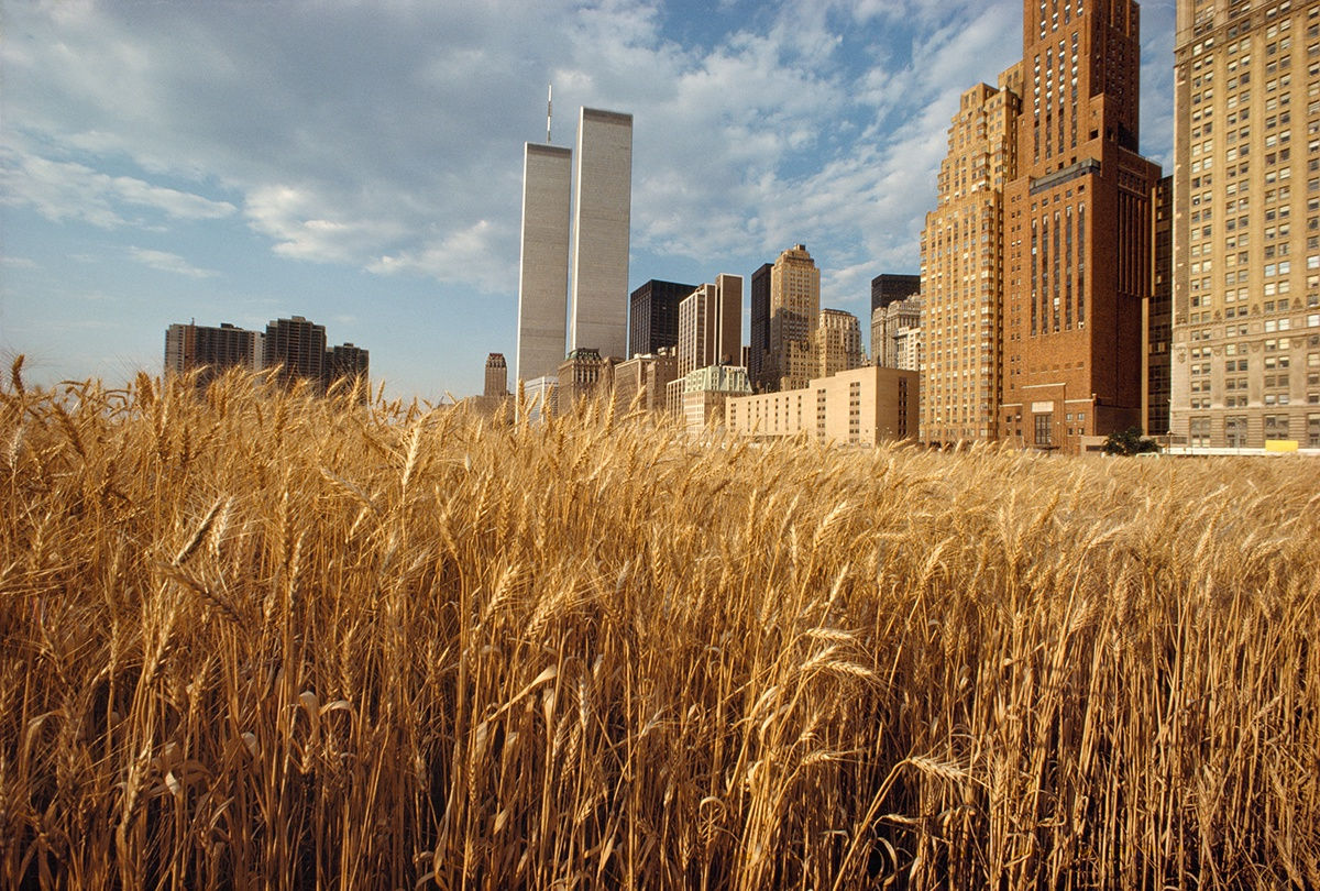 Agnes Denes, Wheatfield – A Confrontation: Battery Park Landfill, Downtown Manhattan – With New York Financial Center, 1982