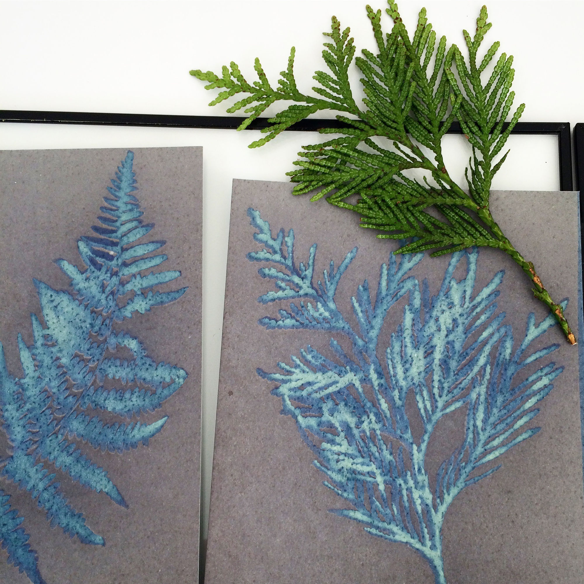 Herbarium