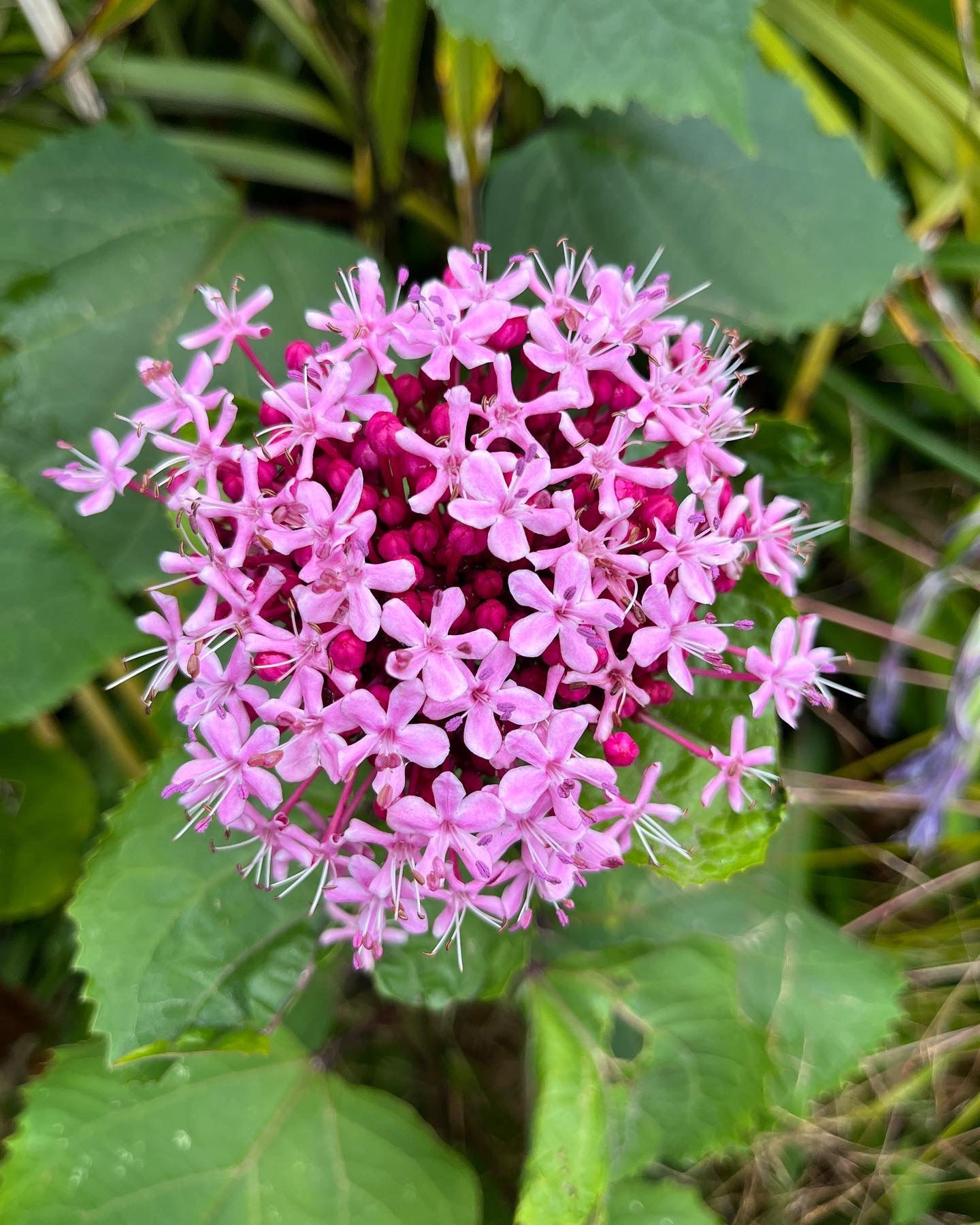 Ventnor Botanic Garden