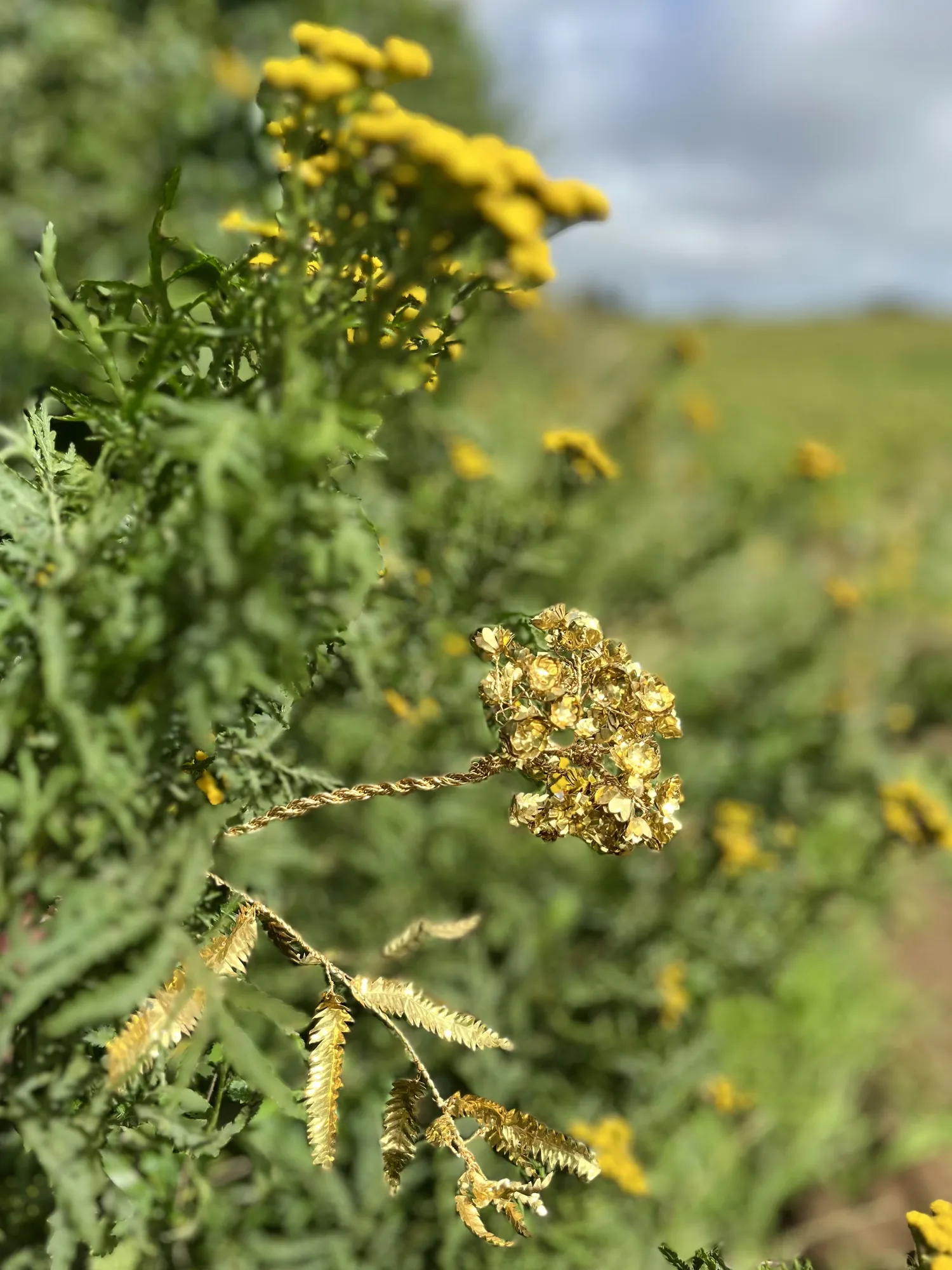 Ventnor Botanic Gardens