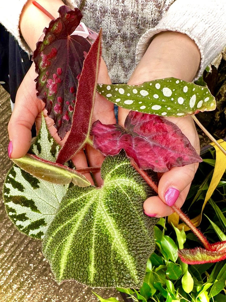 Rainforest Foundation