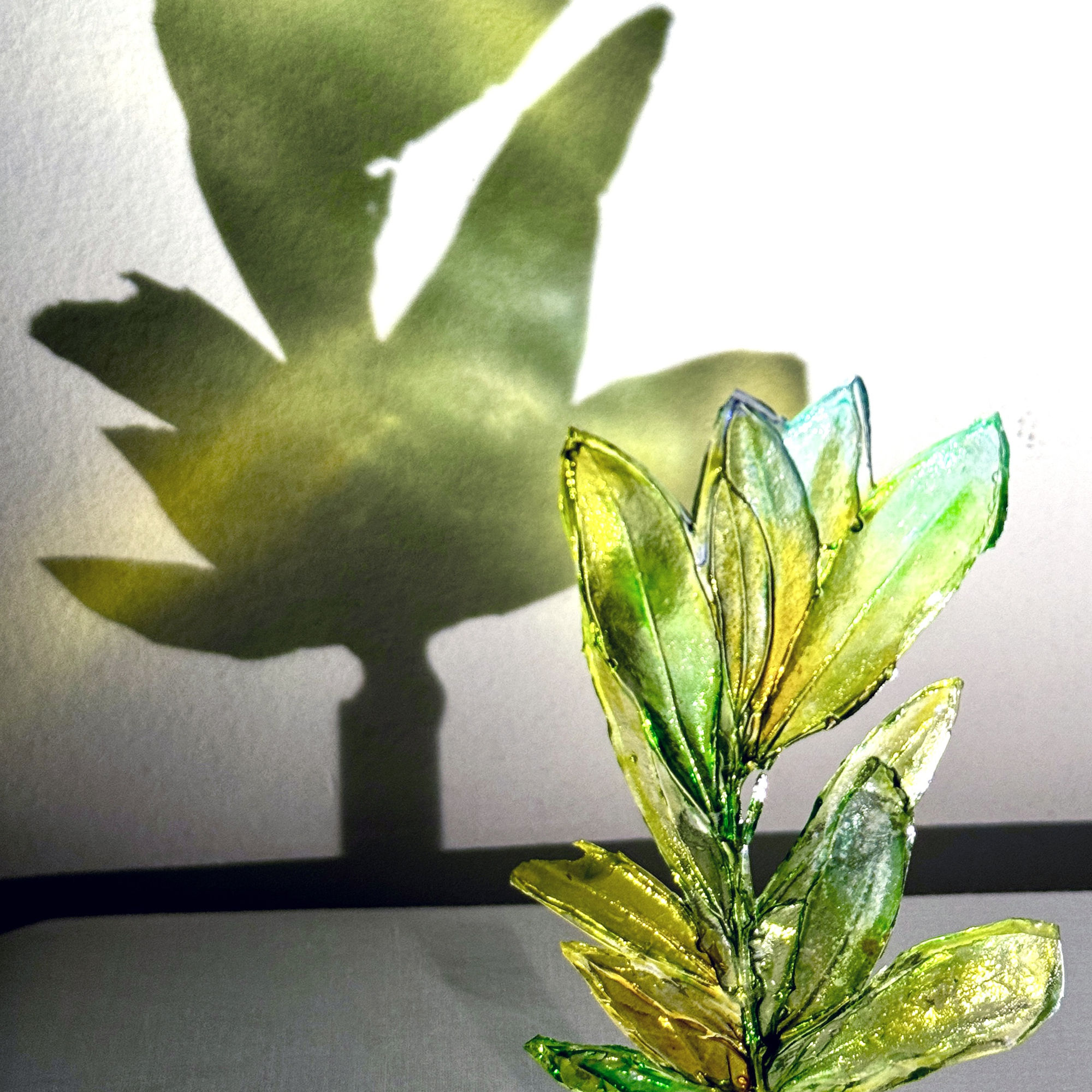 Rainforest Foundation