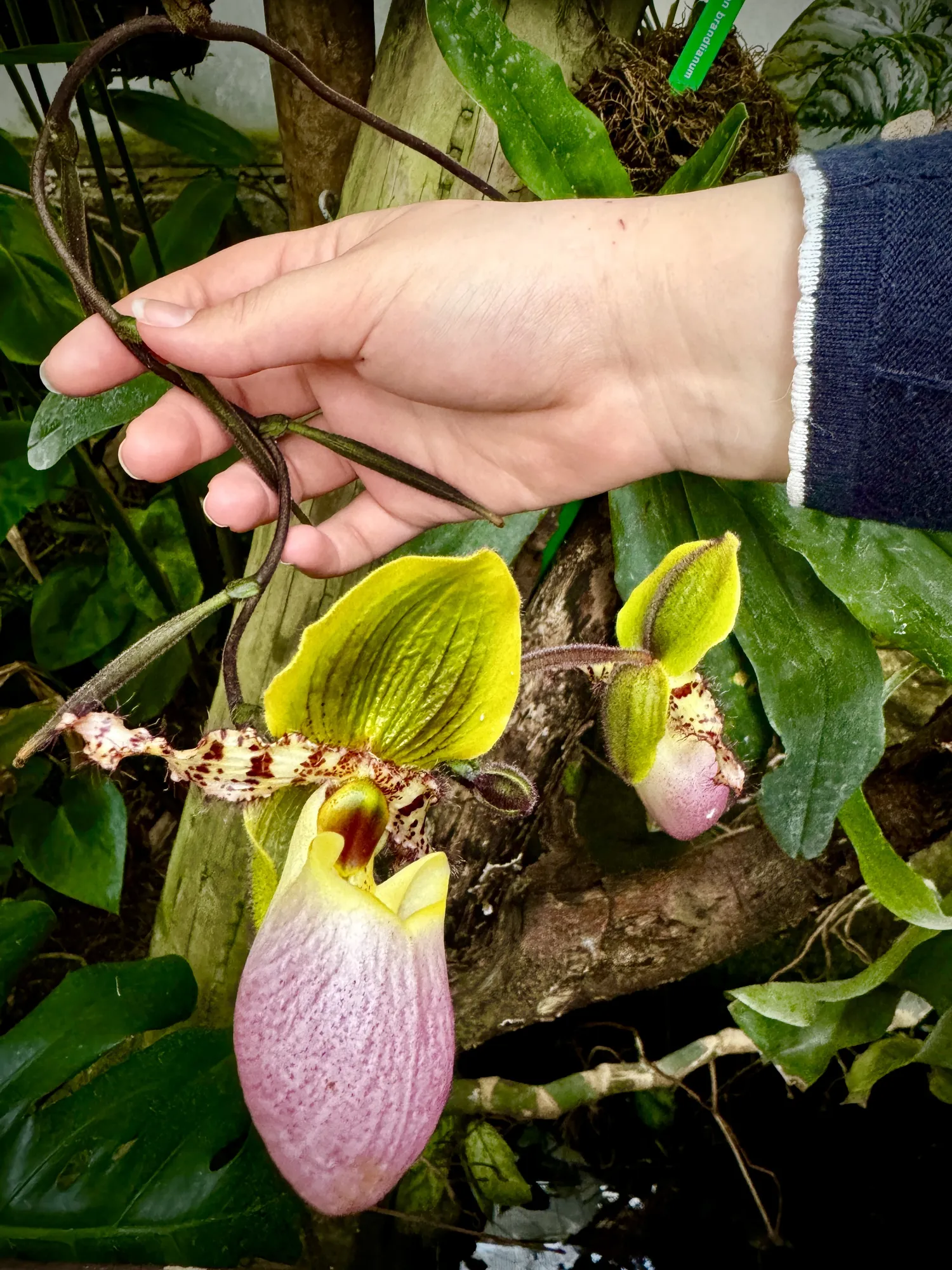 Rainforest Foundation