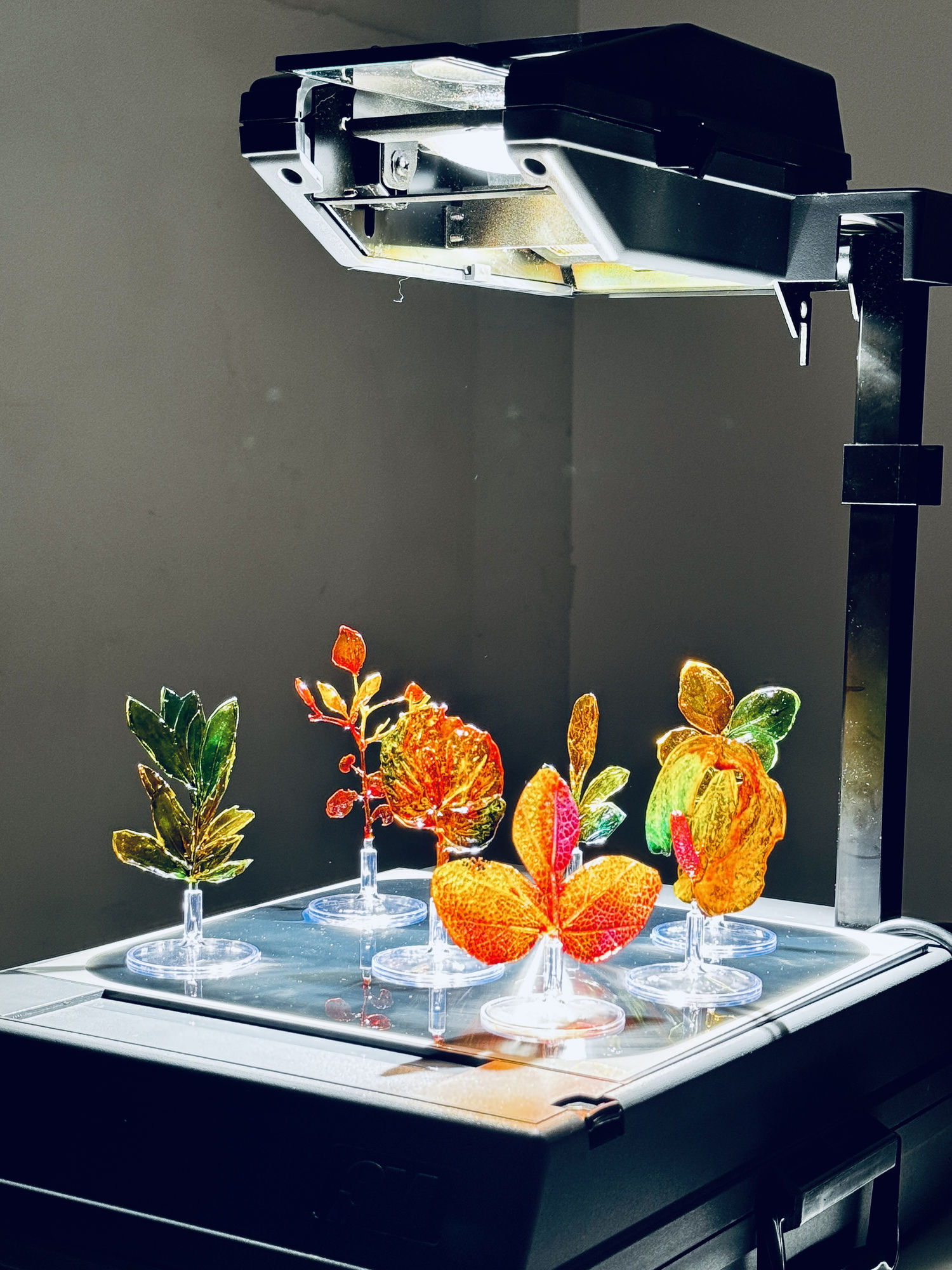 Rainforest Foundation