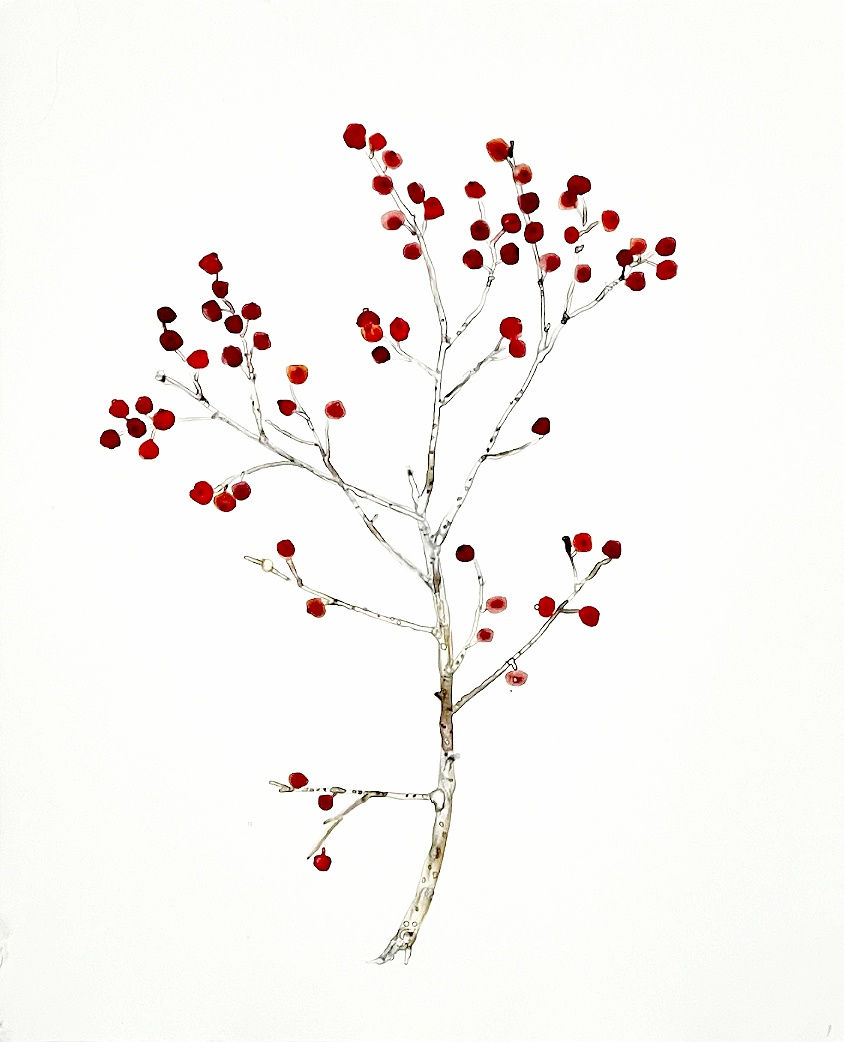 Katie deGroot, Winterberries, watercolor monotype on paper, 2022 , 14" x 11" inchescourtesy: Galerie Gris, Hudson N.Y.