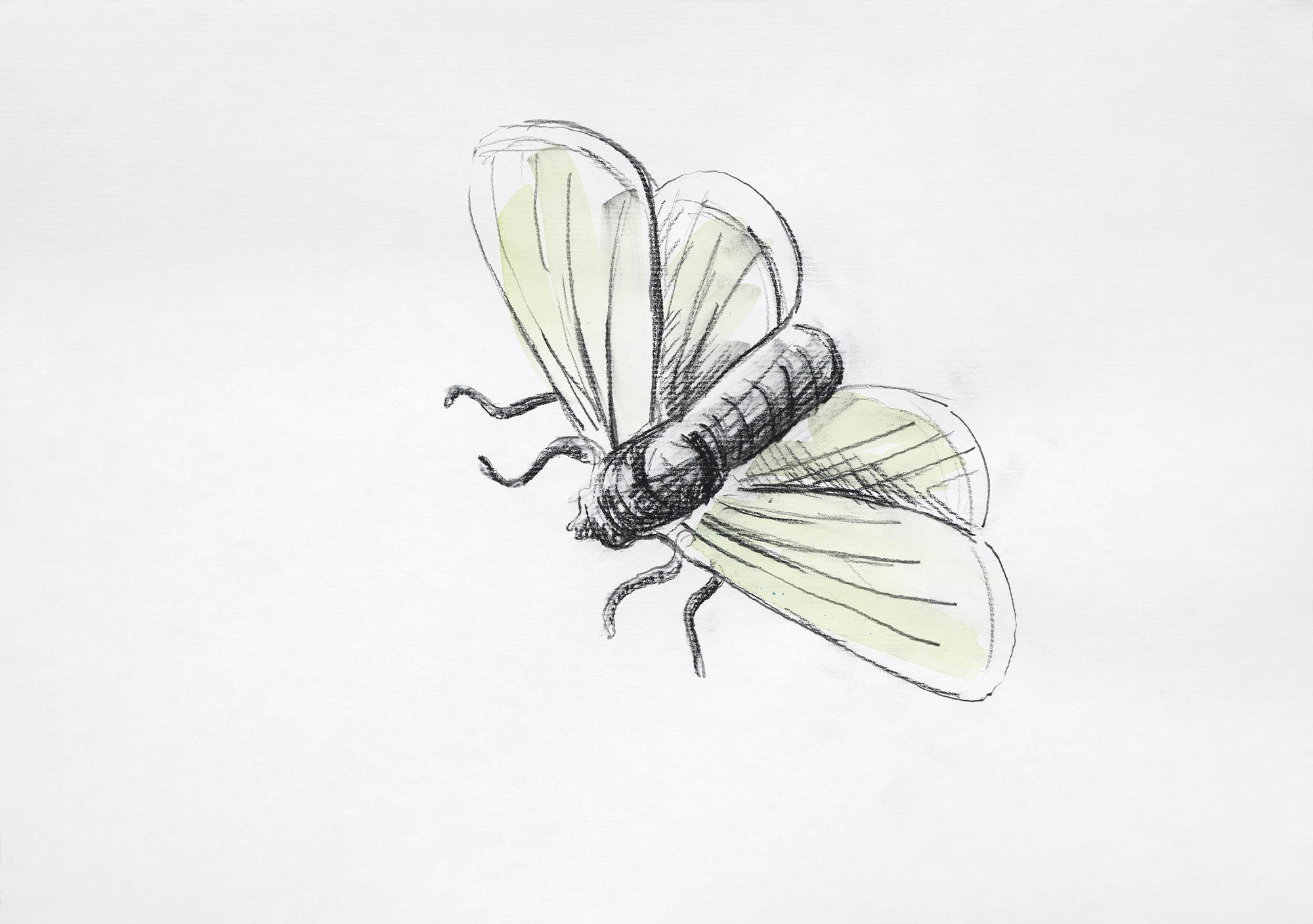 MARKUS HUEMER NV4 (Extinction Rebel 016), 2020 Graphite/charcoal/watercolour on paper 21 x 29,7 cm