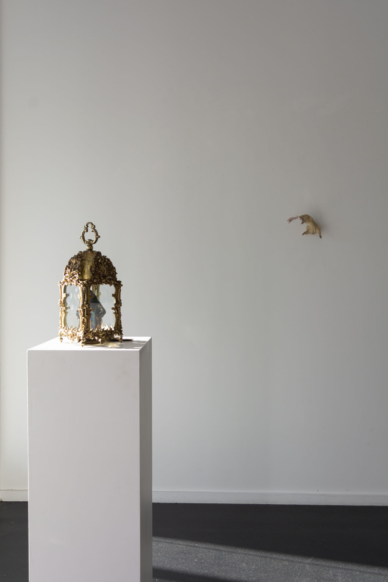 Angela Singer | Soft Star