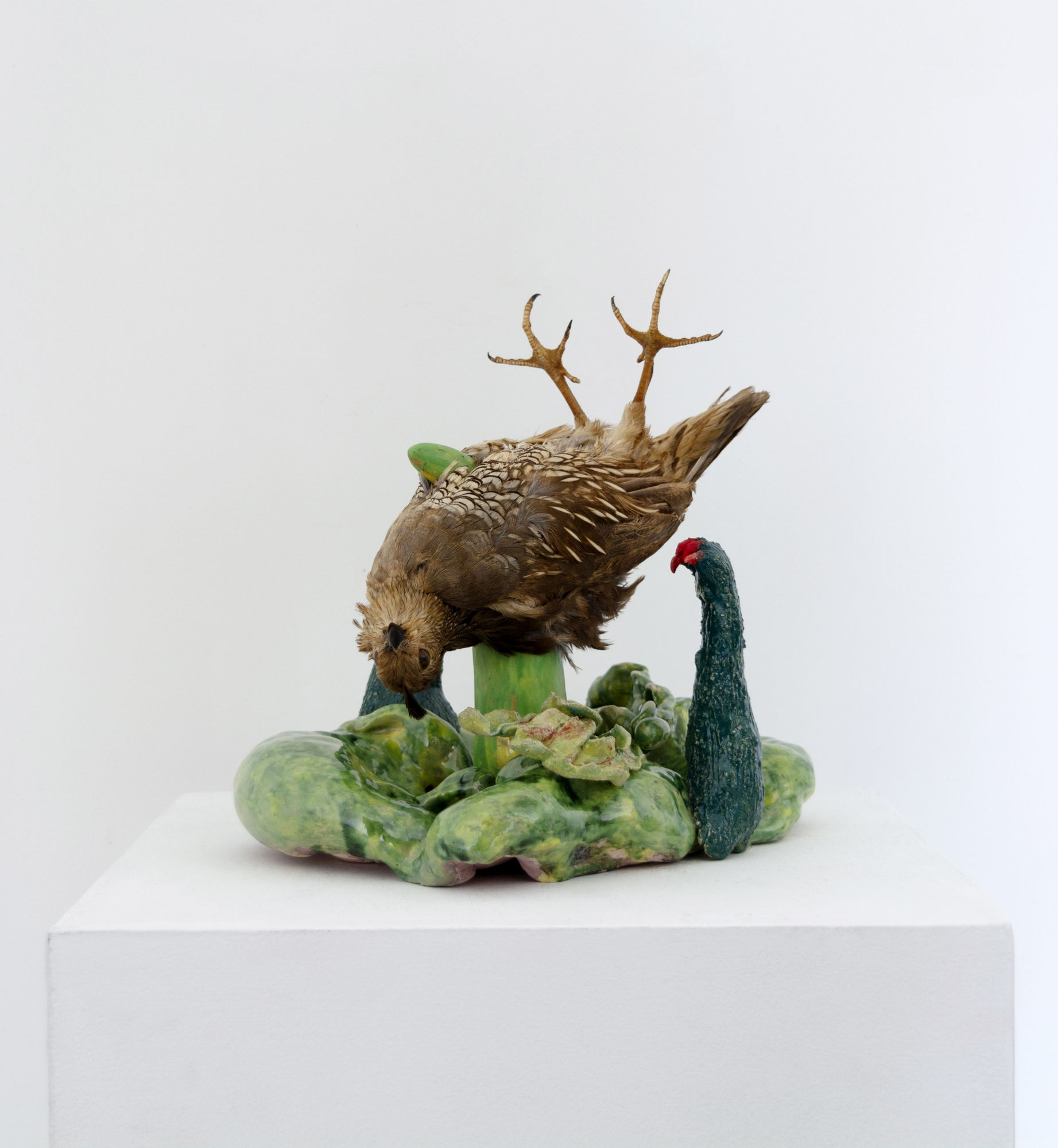 Angela Singer | Soft Star