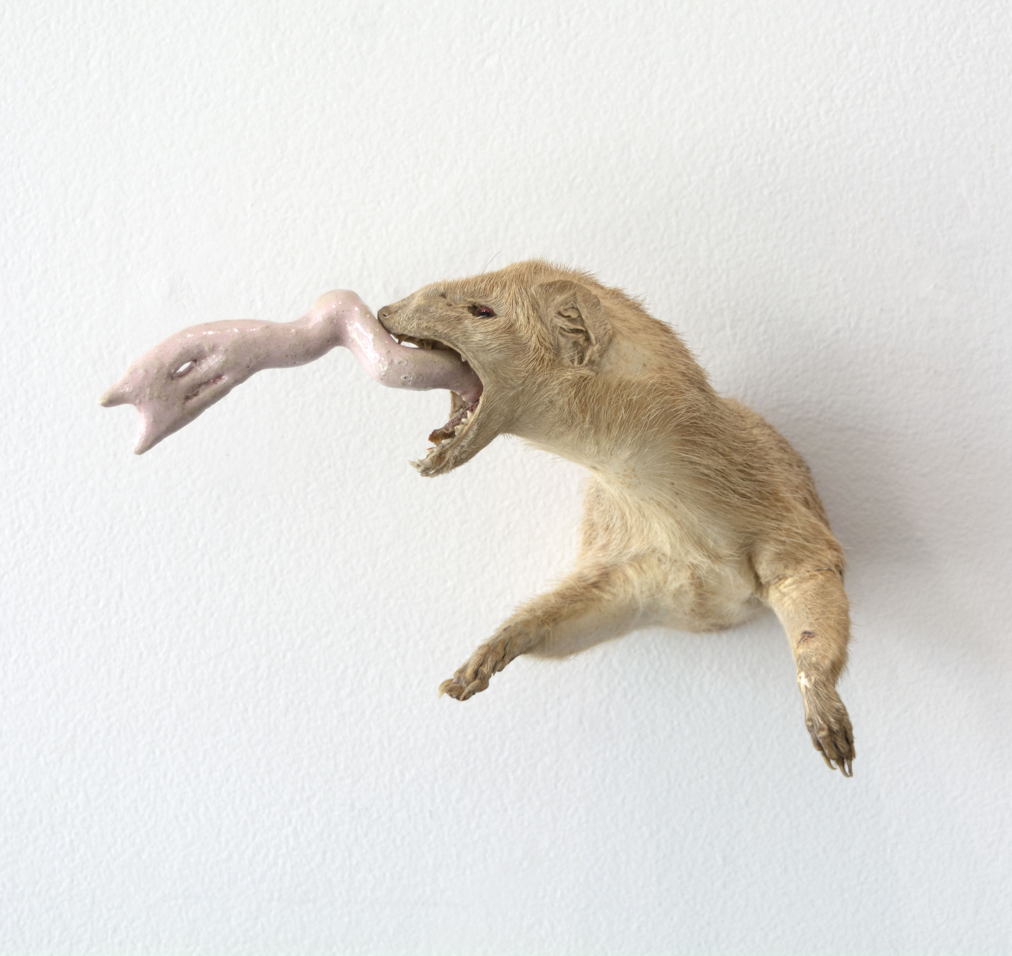 Angela Singer | Soft Star