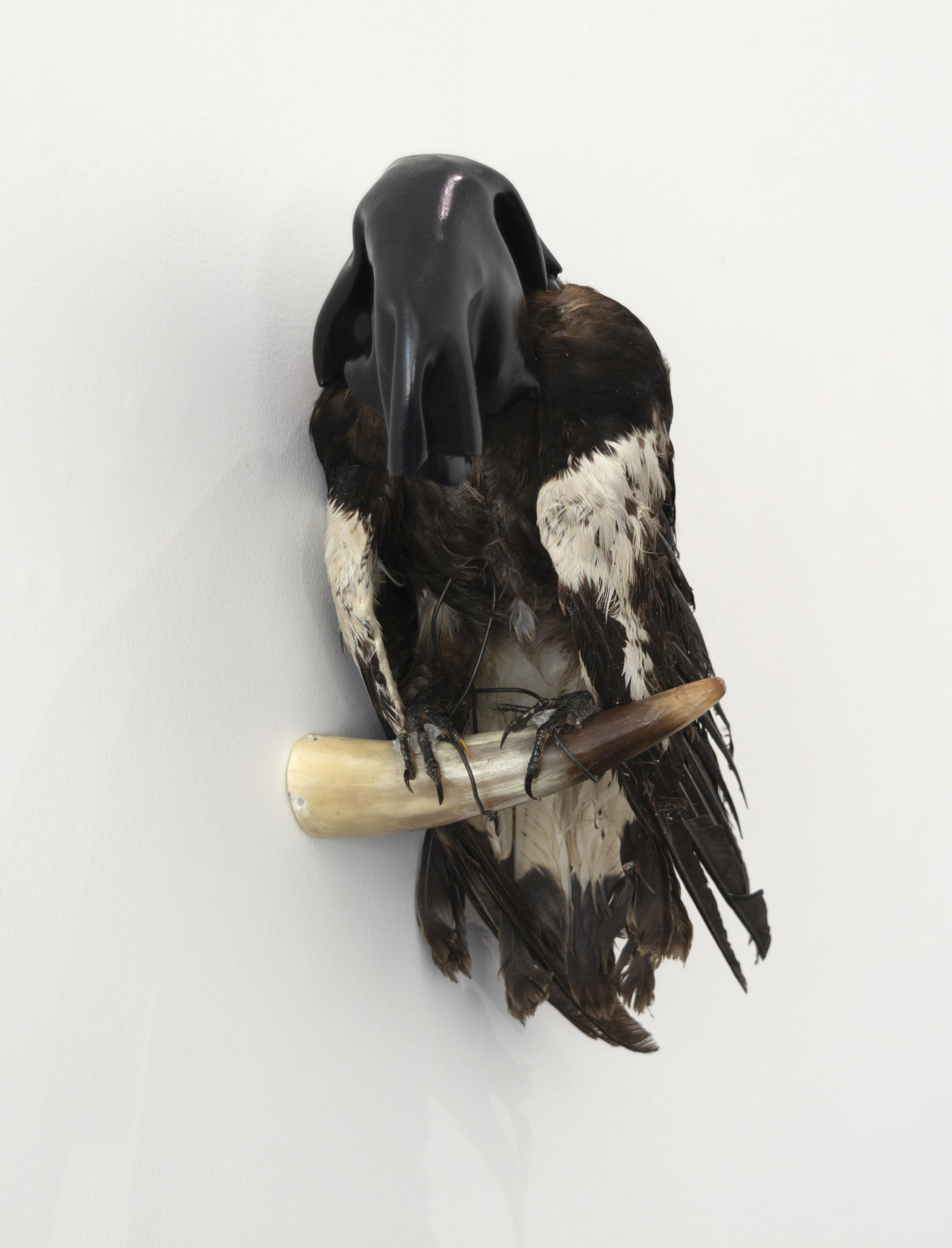 Angela Singer | Soft Star