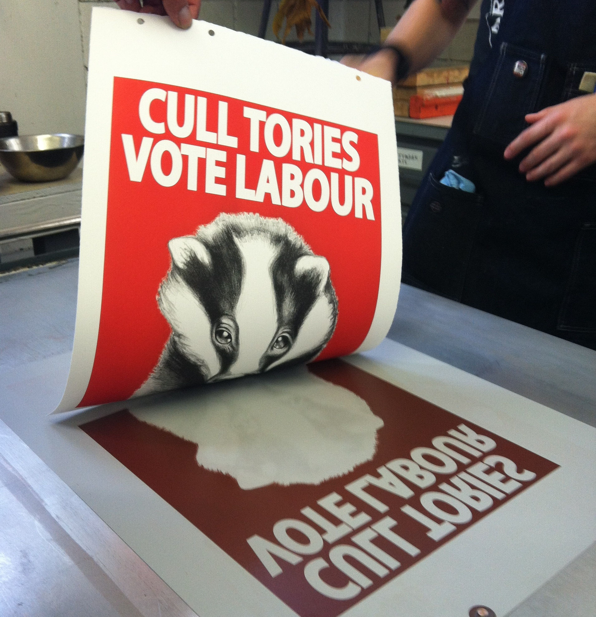 Print showing a badger on a red background with the title "Cull Tories Vote Labour" being pulled from the press