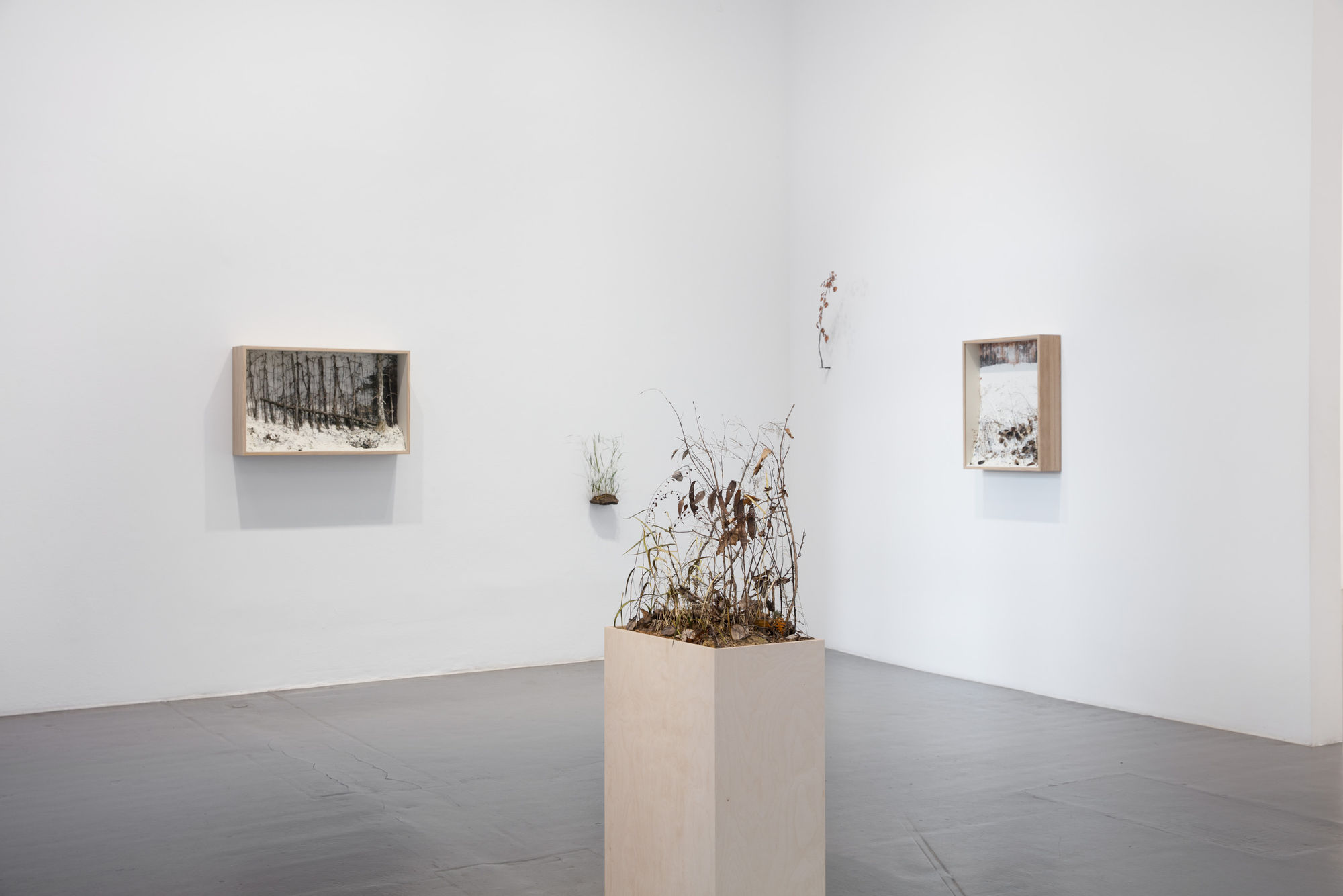 Johanna Karlsson | Naturens anatomi / Anatomy of Nature