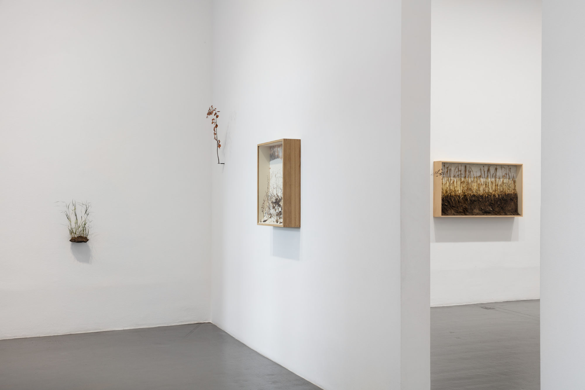 Johanna Karlsson | Naturens anatomi / Anatomy of Nature