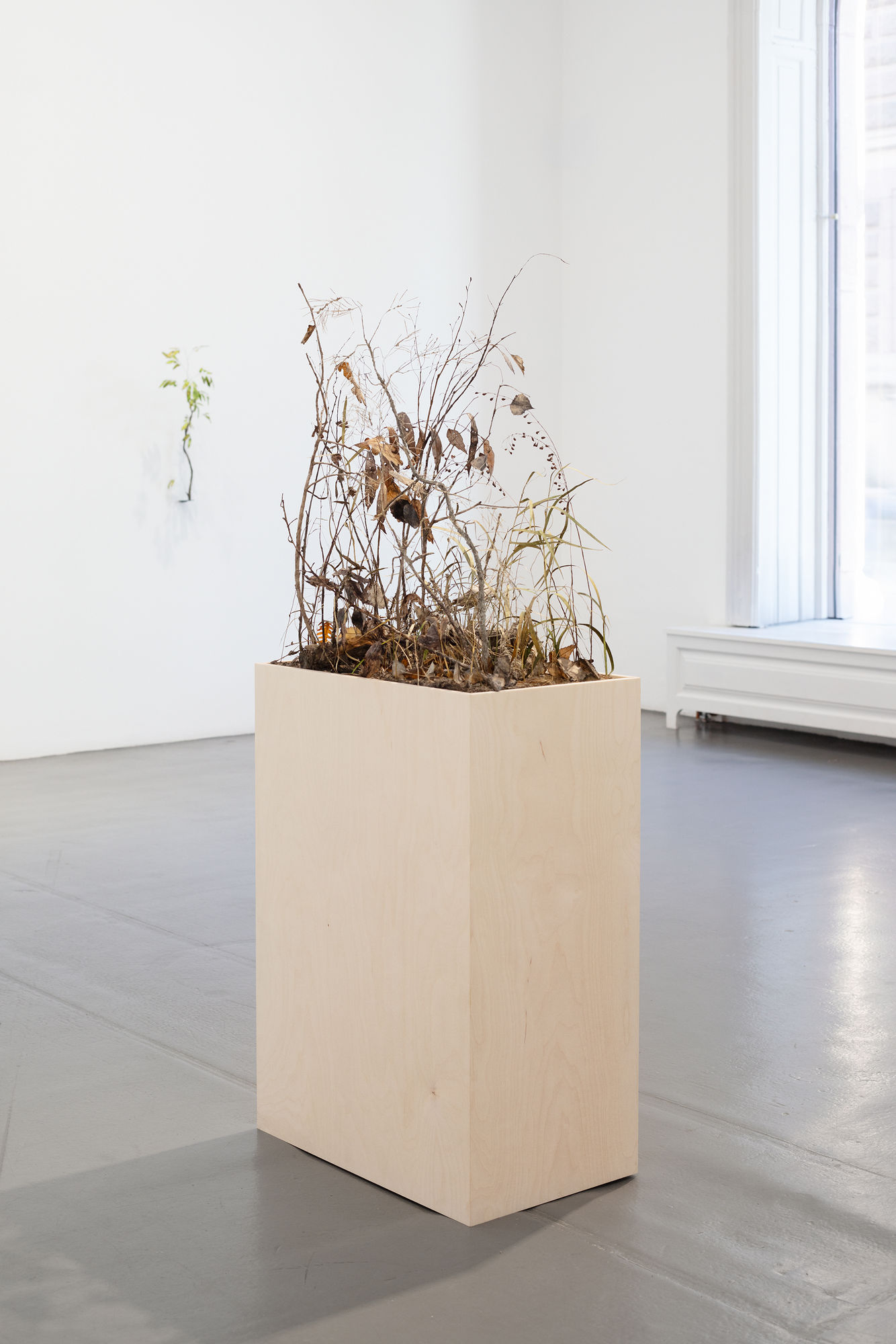 Johanna Karlsson | Naturens anatomi / Anatomy of Nature