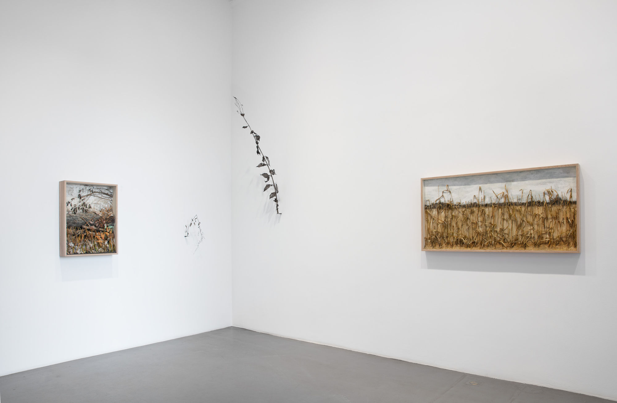 Johanna Karlsson | Naturens anatomi / Anatomy of Nature