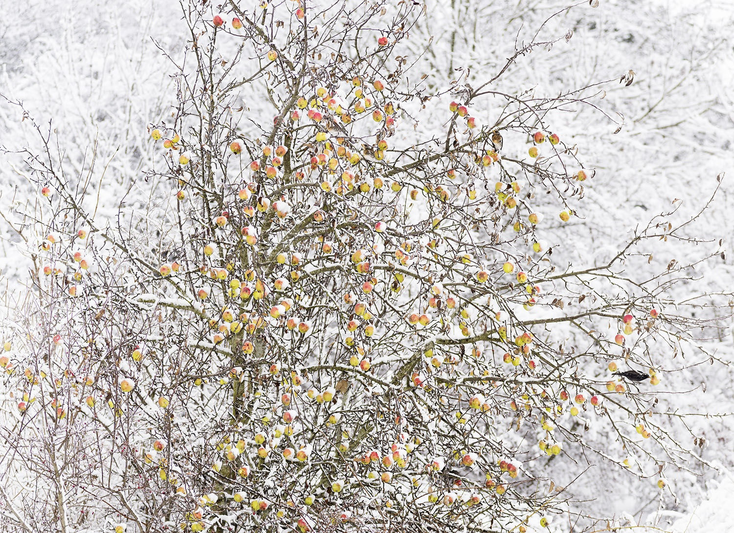 Ulf Lundin | Monumentet / The Monument