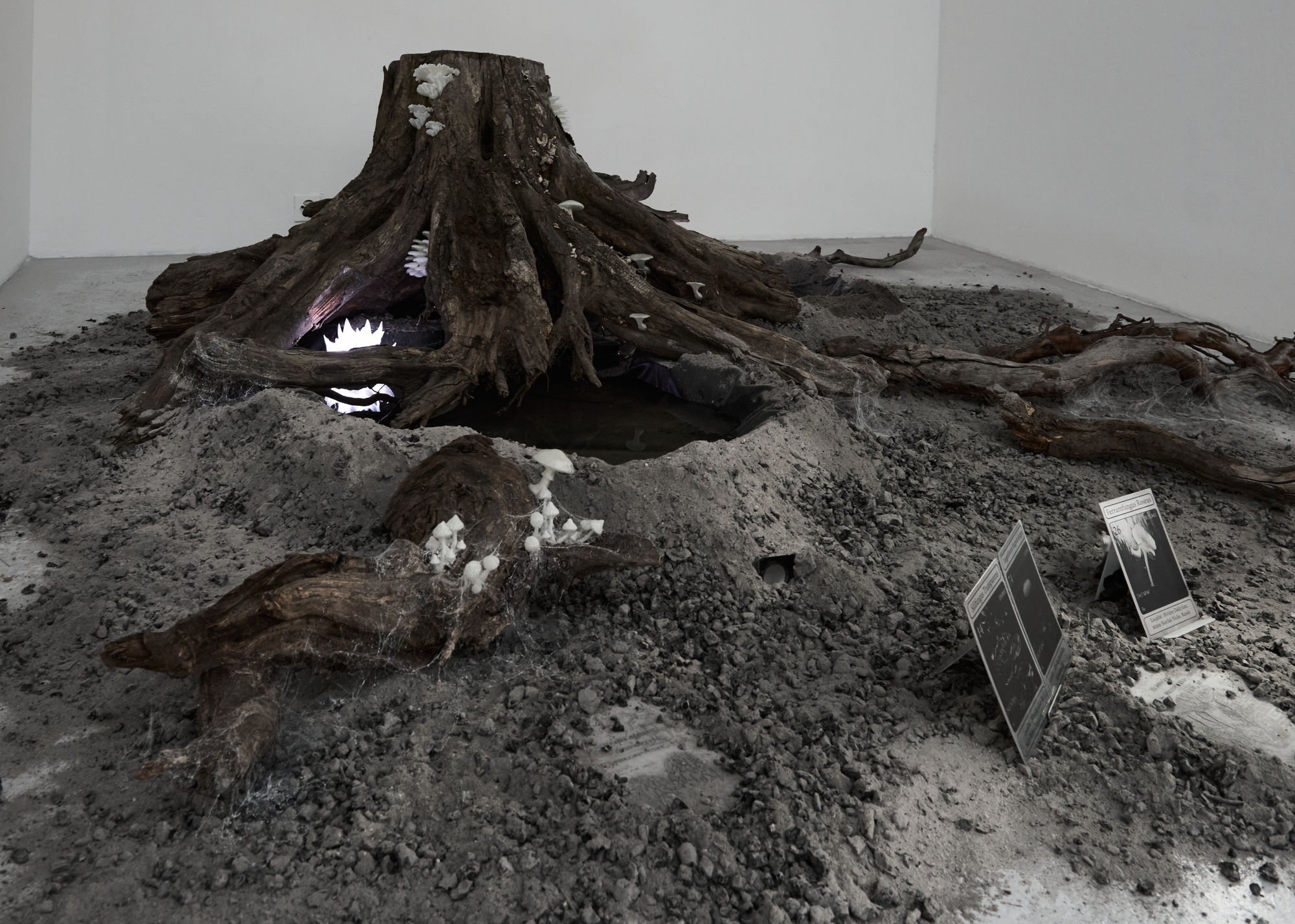 Elsa Wagnières, Là où rien ne devait pousser, Fabienne Levy Lausanne, 2025 © Léa Isoard