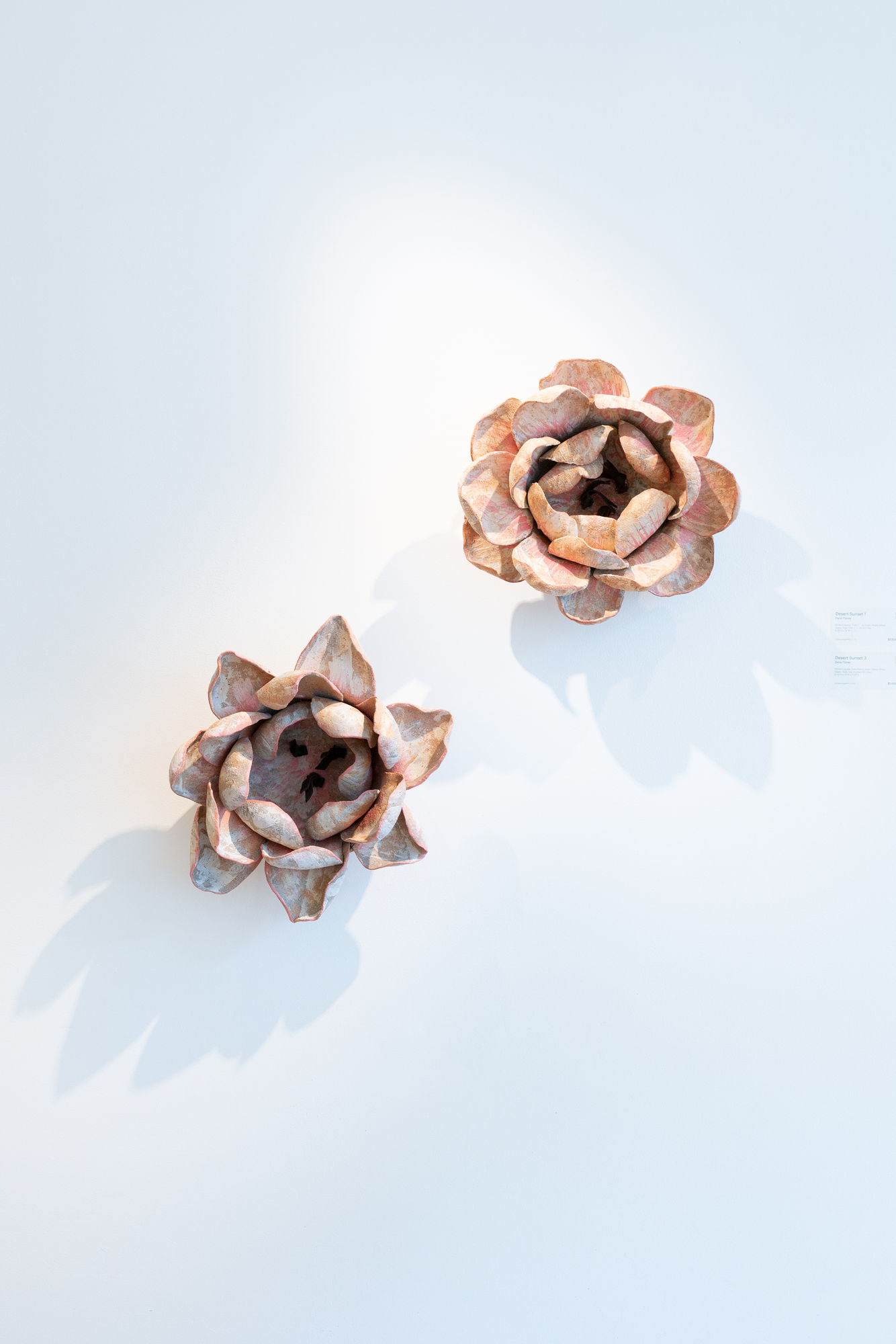 Efflorescence | Dana Flores & Christopher Peter