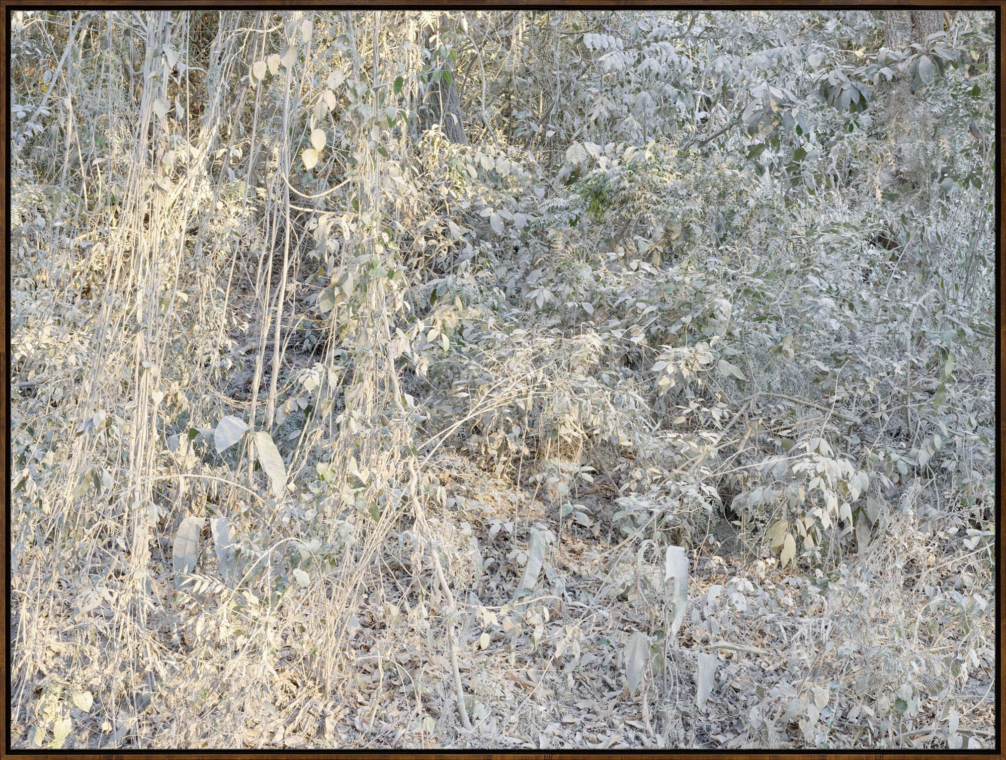 Costa Rica 0270, 2019, Archival Inkjet Print, Dimensions Variable