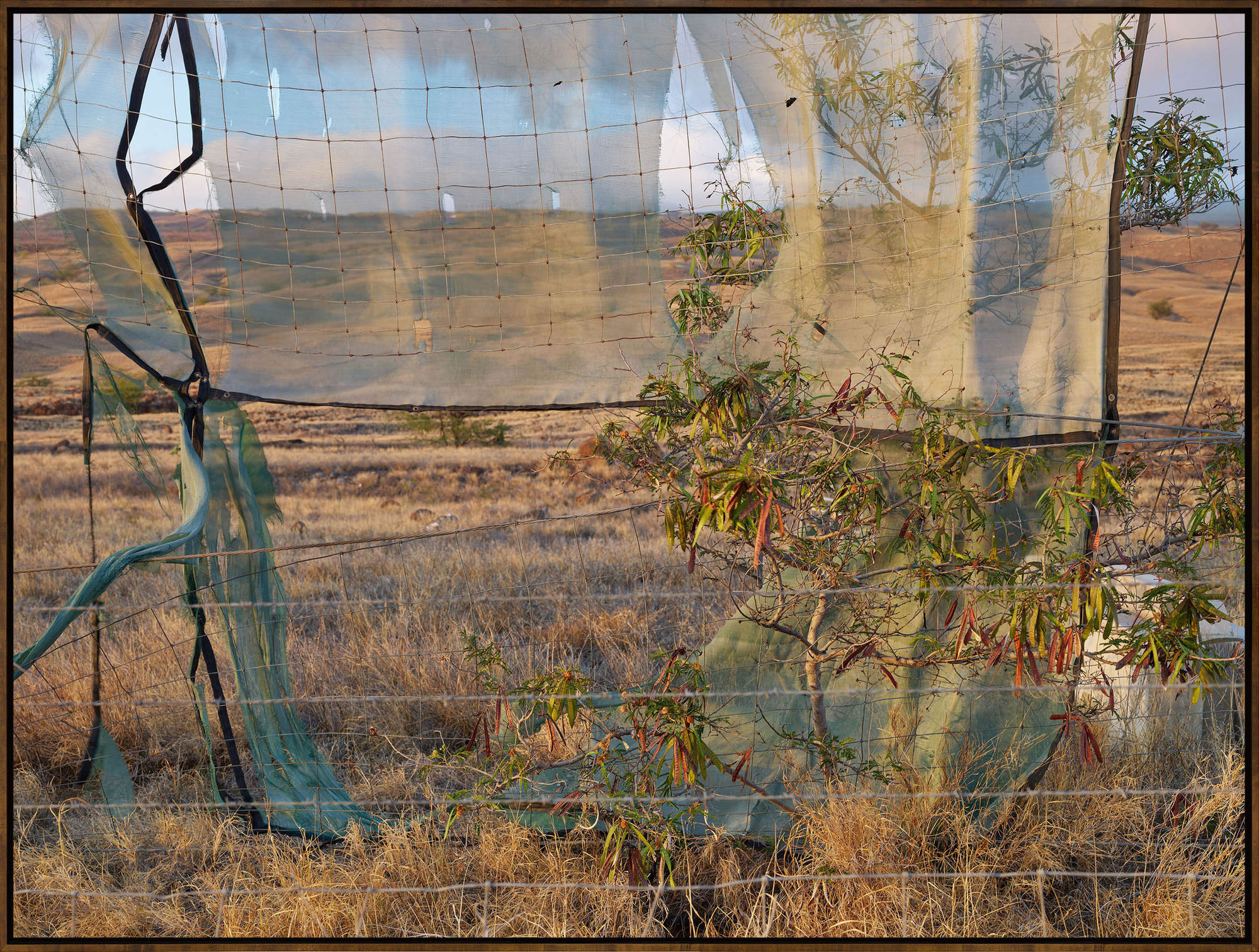 Hawaii 16420, 2023, Archival Pigment Print, Dimensions Variable