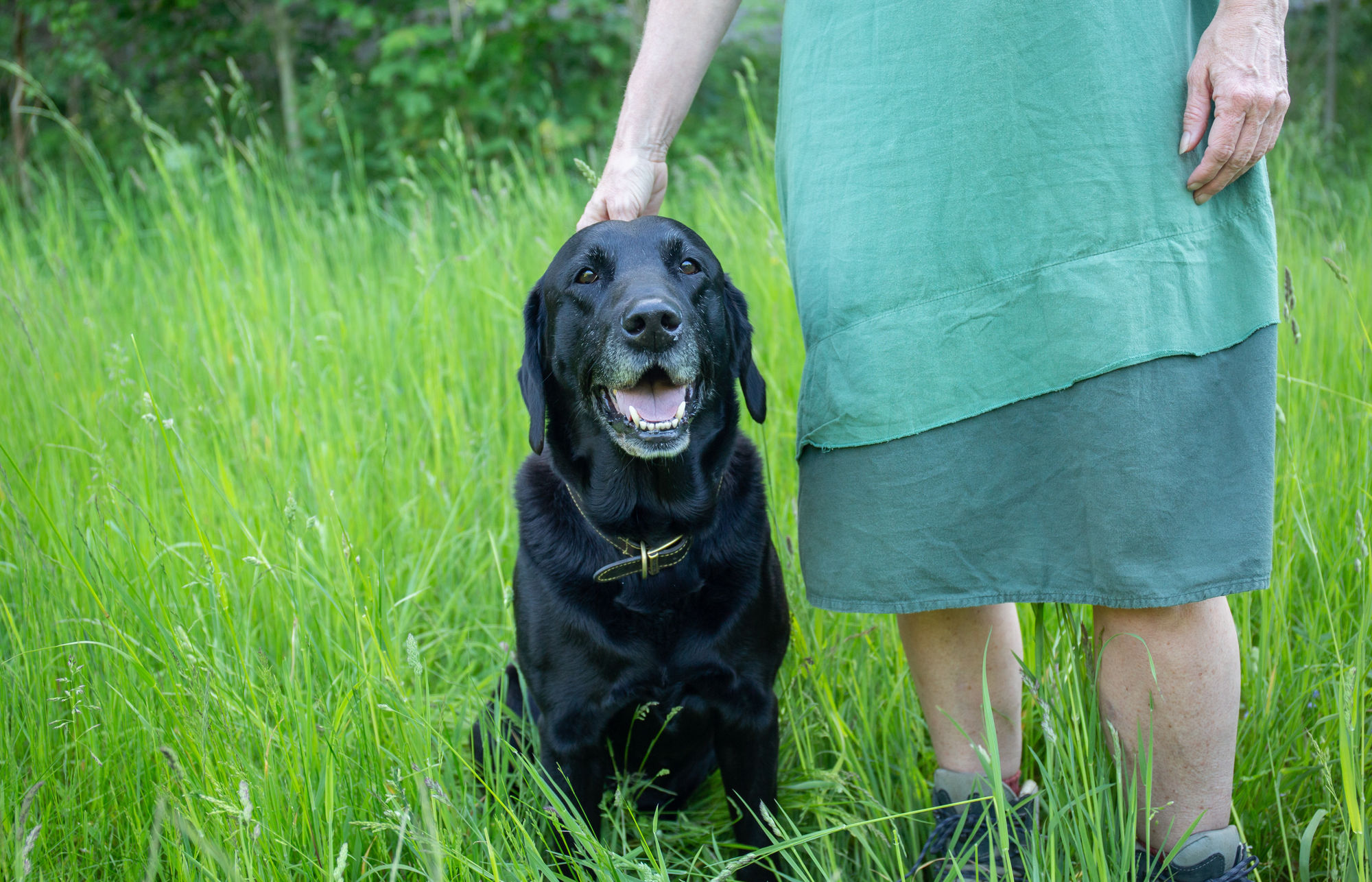 Sheldon Rachel Faulkner Woodstock Community Woodland 70 x 45 cm