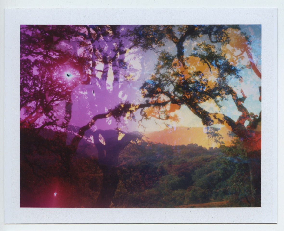Terri Loewenthal Creature Comfort 10 (Sanel Mountain, CA), 2020 Fuji Peel Apart Instant Film 3 3/8 x 4 1/4 in 8.5 x 10.8 cm