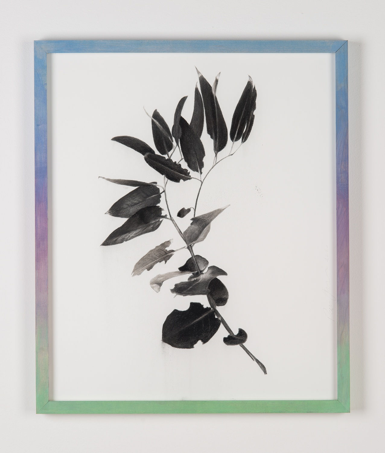 Paul Jacobsen, Eucalyptus, 2020