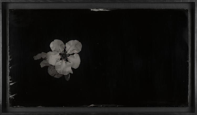 Steffen Diemer, Kirschblüte (Cherry Blossom) #79, 2019