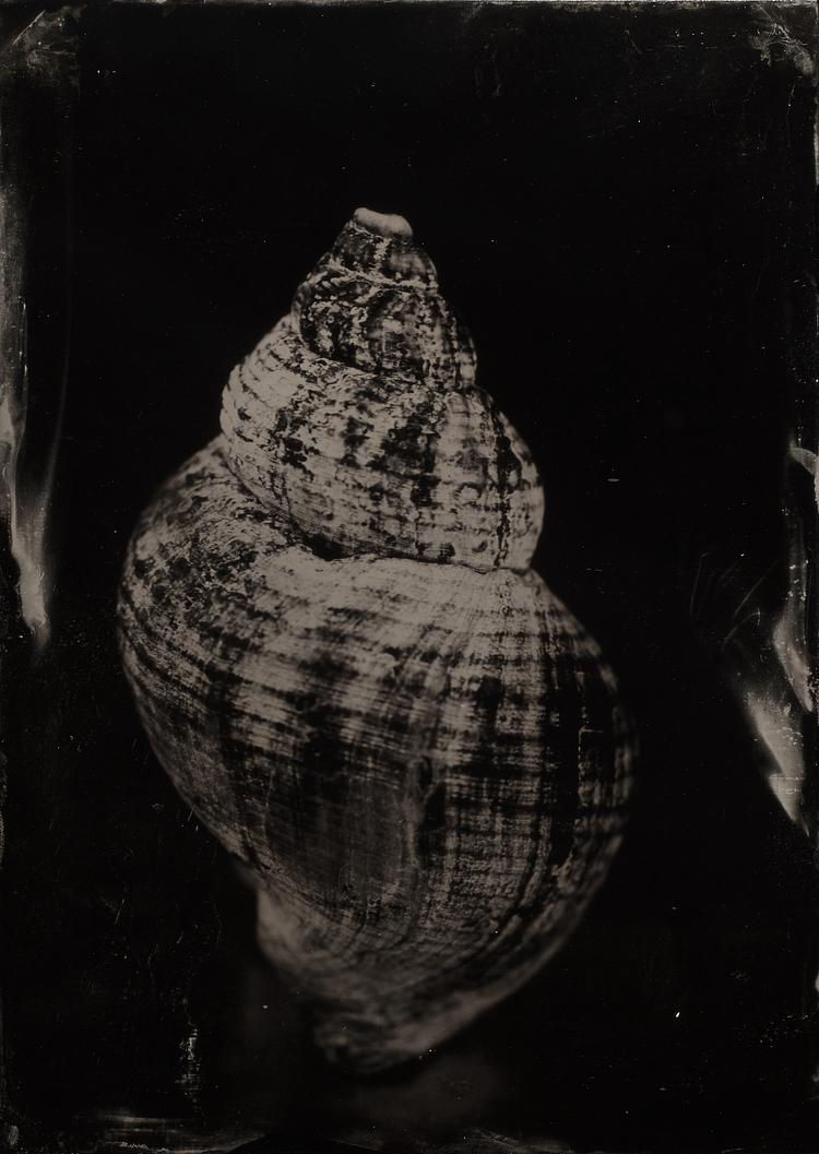 Steffen Diemer, Muschel (Mussel) #330, 2019