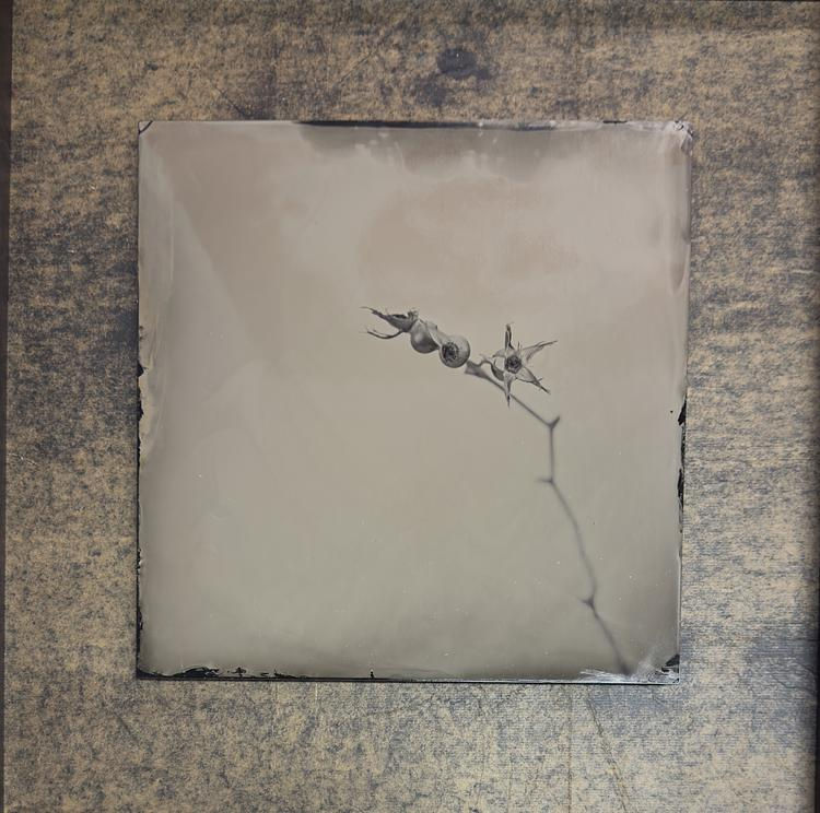 Steffen Diemer, Hagebutte (Rose Hip) #421, 2019